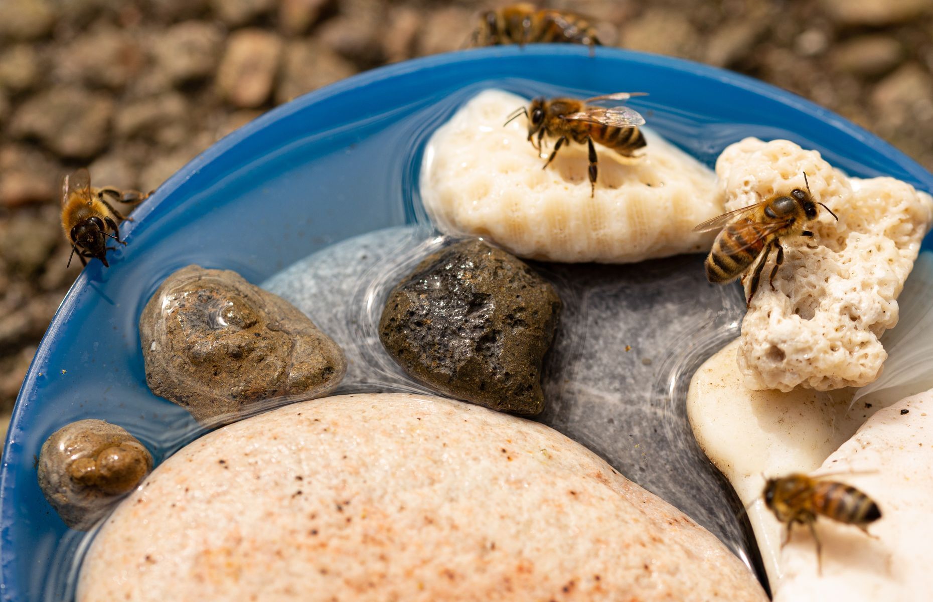 Because our foragers also need to drink, why not offer them and other pollinating insects a nice <a href="https://www.buddhabeeapiary.com/blog/bee-watering-station" rel="noreferrer noopener">waterer</a>? Simply place a few stones, marbles, or pebbles in a shallow pool to provide your guests with perches from which to quench their thirst without drowning. That’s it! Don't forget to change the water regularly, though, to prevent your waterer from becoming a breeding ground for mosquitoes.