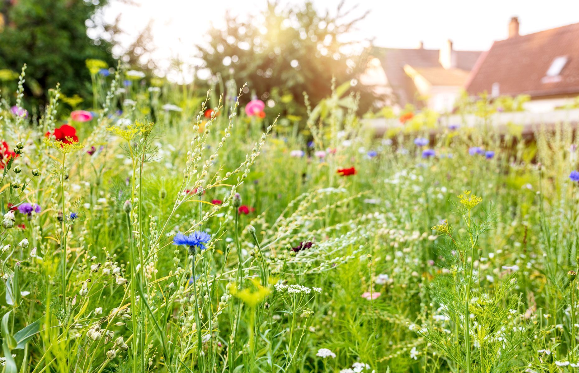 Incorporating variety into your lawn is good, but bees still need a chance to forage among the flowers. <a href="https://www.usda.gov/media/blog/2018/06/20/want-help-bees-take-break-lawn-mowing" rel="noreferrer noopener">Mowing every two weeks</a> rather than every weekend will also give you more time to enjoy the warm weather.