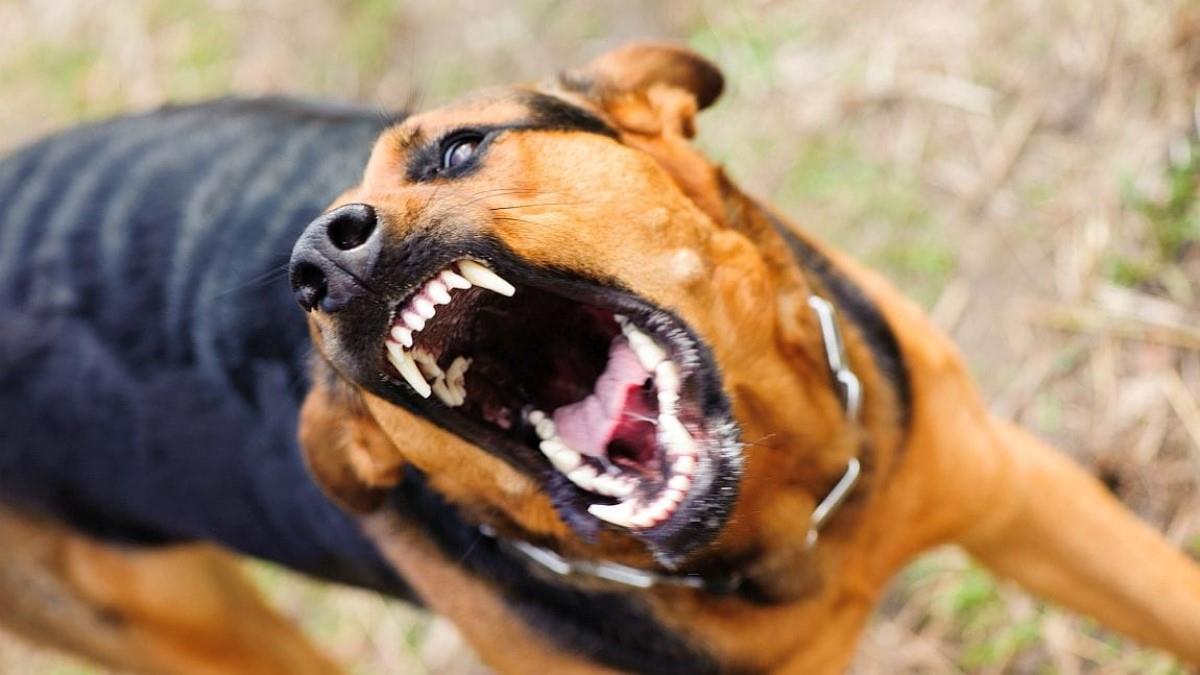 καβάλα: στιγμές τρόμου για μαθητή δημοτικού – τού επιτέθηκε και τον δάγκωσε σκύλος