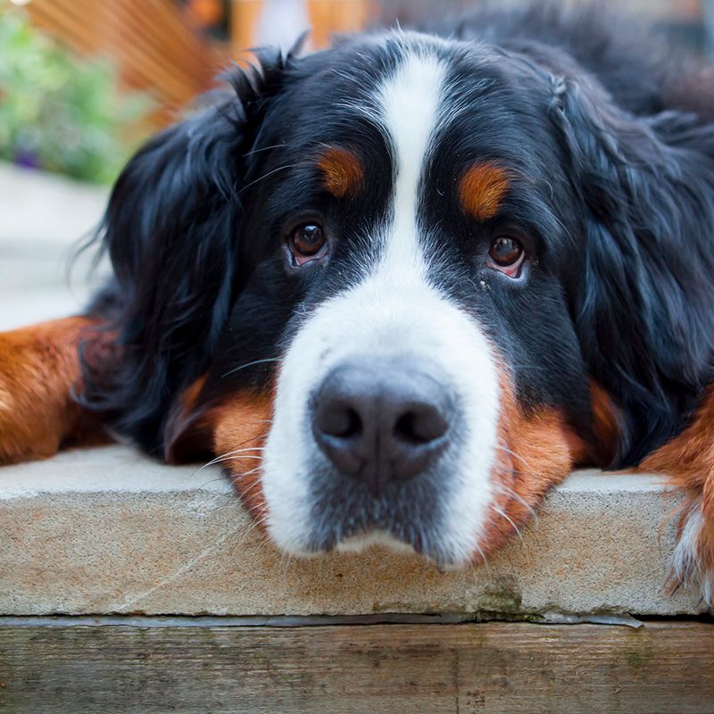 9) Bernese Mountain Dog