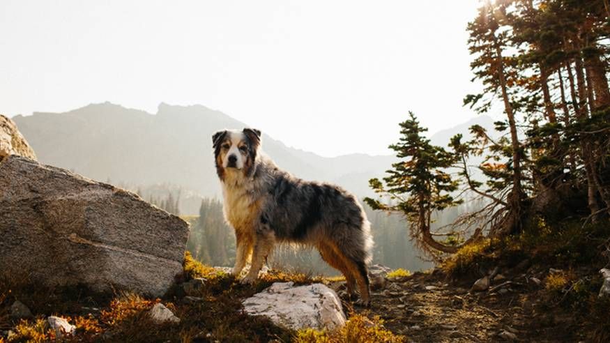 <p>                     Well known as the cowboys herding dog of choice, the Australian Shepherd manages to beautifully blend both style and substance, offering a dynamic and exuberant personality all packaged up in a stunning merle coat.                    </p>                                      <p>                     Rugged and agile, this is a dog that’s born to work and they love nothing more than being on the move all day. They’re very quick learners too and easy to train, so this, combined with their high energy levels make them a wonderful exercise companion.                    </p>                                      <p>                     Brainy, tireless, and happiest when they’re on the move, they adore all forms of movement but are particularly keen on running, hiking and other vigorous activities, like ball and frisbee games.                    </p>                                      <p>                     Because Australian Shepherds are so intelligent, they also thrive on brain games for dogs and activities that allow them to workout both their minds and bodies, such as agility courses or obedience training, will also go down a treat.                   </p>