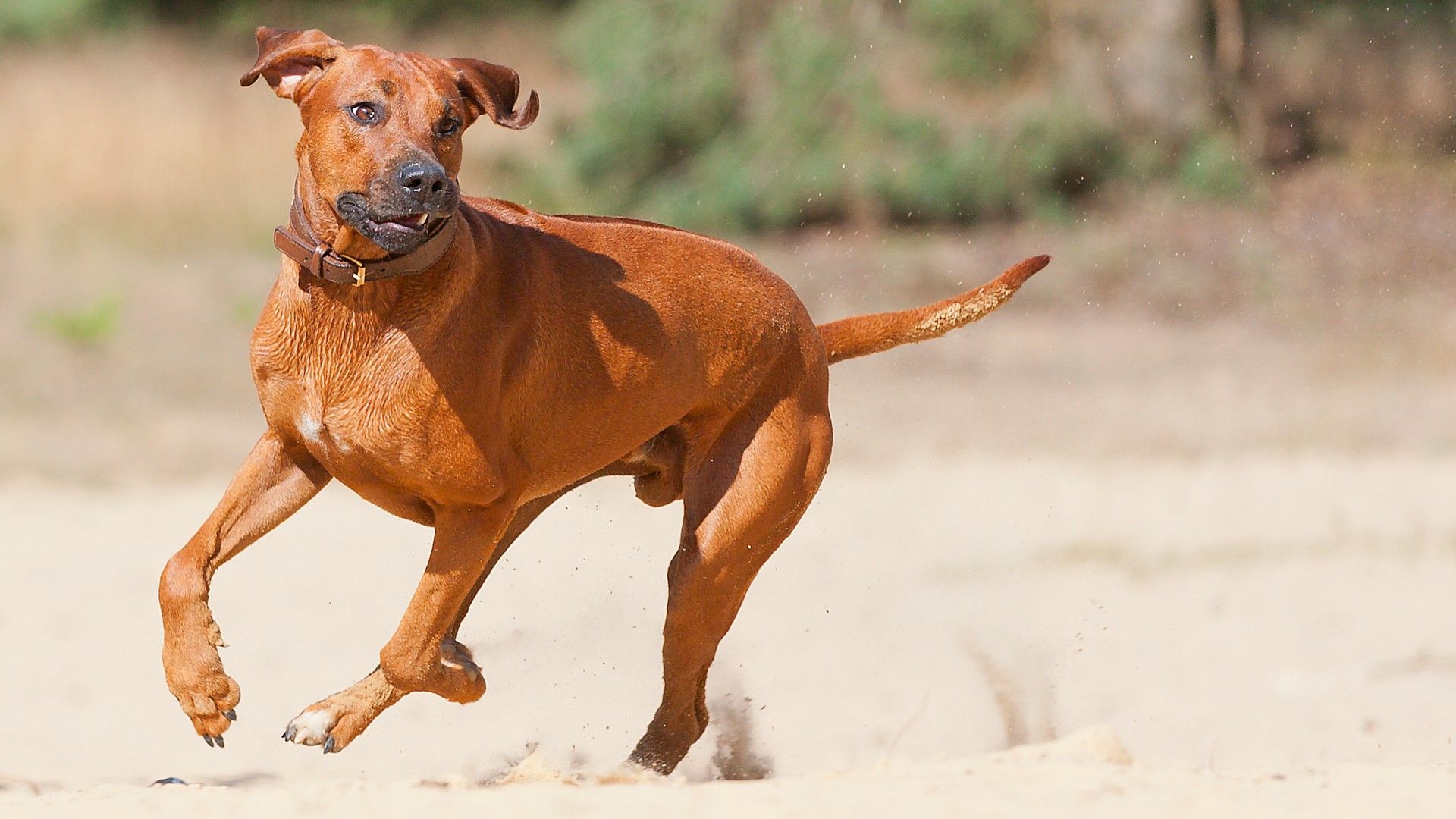 <p>                     The Rhodesian Ridgeback was bred to track lions in Africa and are fast and powerful athletes who are incredibly protective of their loved ones. Named for the distinctive ridge of hair that grows in the opposite direction down their back, this pup can have a threatening presence at times but they are very gentle at heart.                   </p>                                      <p>                     Highly intelligent and easy to train, they’re super agile and make great outdoor companions regardless of the activity. A popular choice amongst runners and hikers, the Rhodesian Ridgeback has a tendency to be strong-willed and independent, so they do require a firm but fair hand.                   </p>                                      <p>                     That being said, once they know that you’re the boss, this loving and affectionate dog will be the most faithful of friends, making wonderful playmates for children and one of the best exercise companions you could ask for.                   </p>