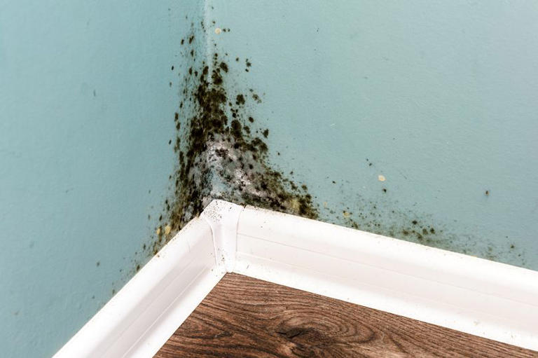 popular-houseplant-can-help-remove-dangerous-black-mould-in-homes