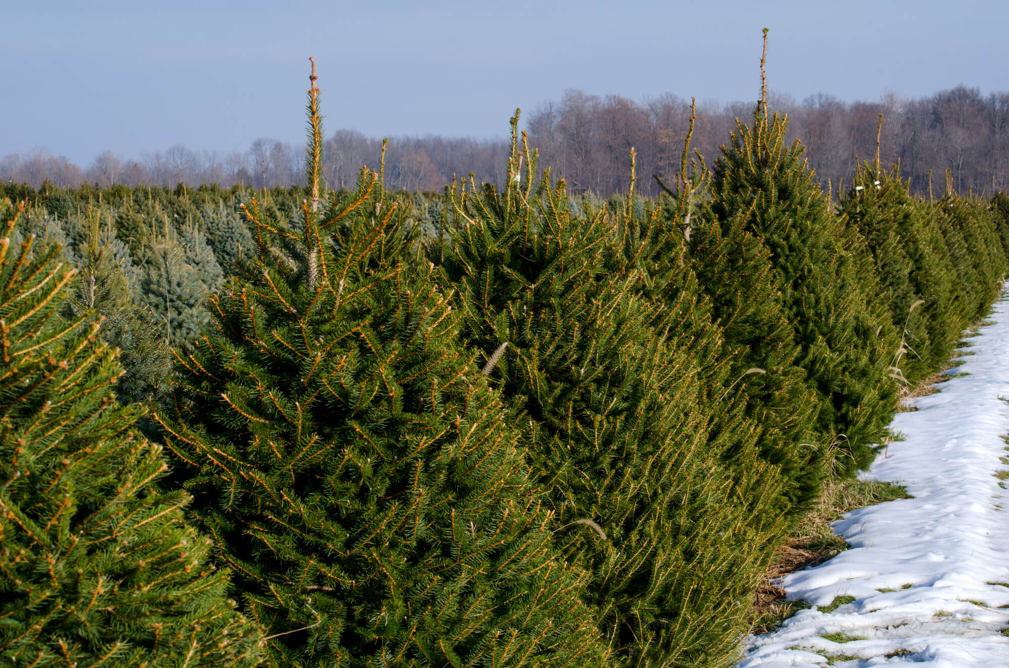 Discover The Best Christmas Tree Farms In The Stateline Region