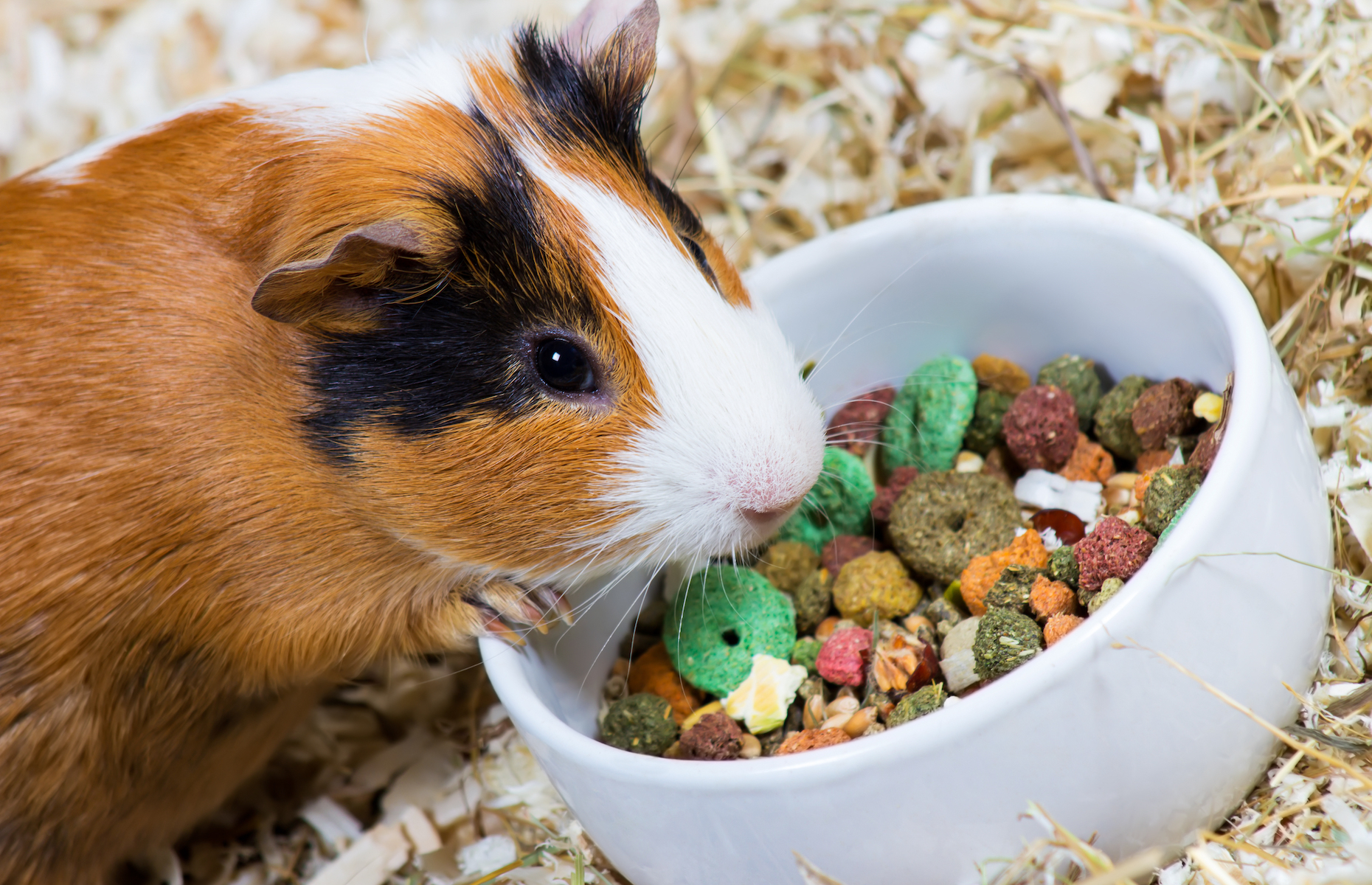 Guinea pig. p These mid-sized rodents are adorable and docile (and in some ...