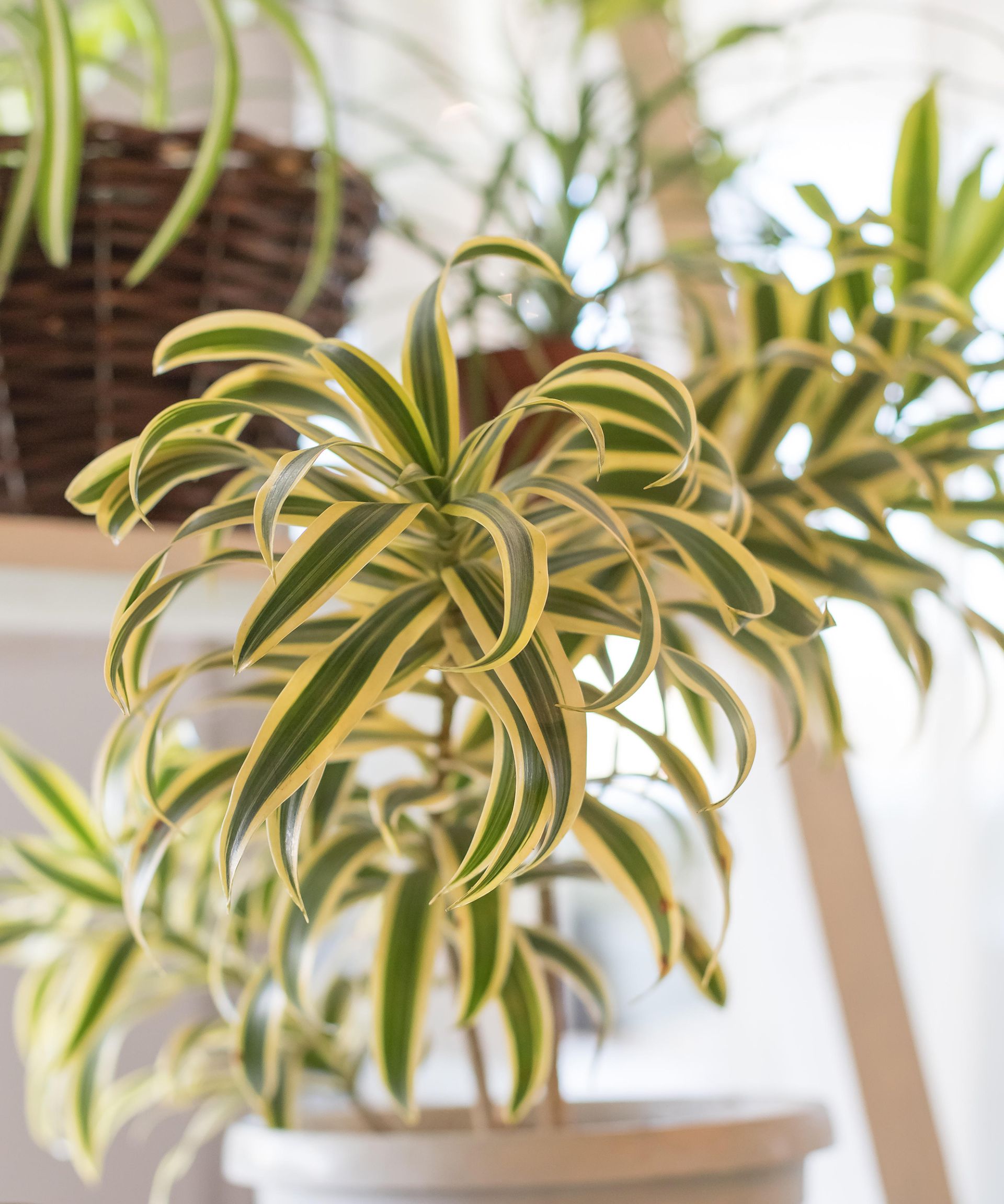 Best indoor hanging plants: 12 trailing houseplants for statement foliage
