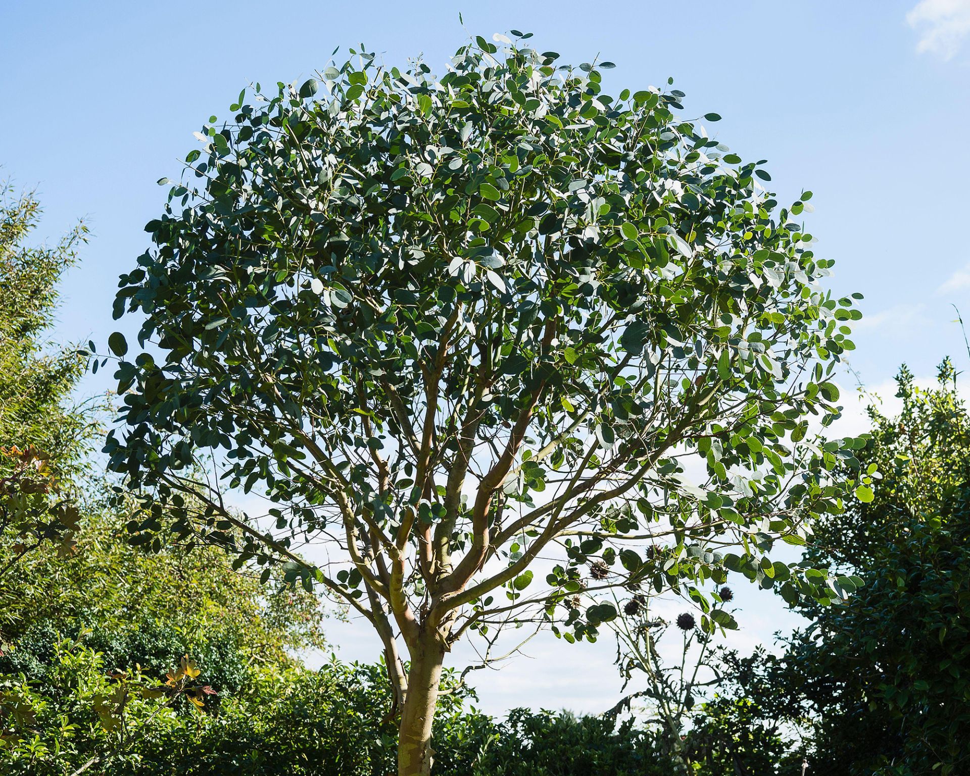 Best Fast Growing Trees 10 Trees To Bring Superfast Impact In Your Yard 