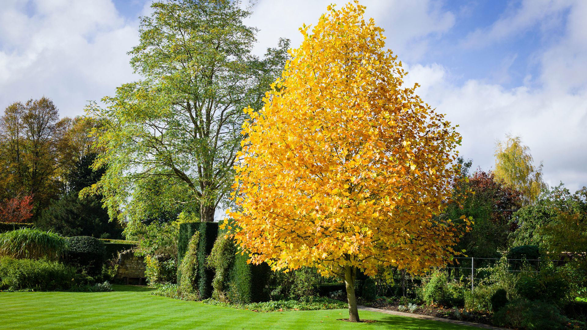 Best fastgrowing trees 10 trees to bring superfast impact in your yard