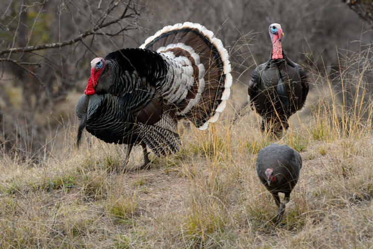 Forget the grocery store. These Arizona hunters bag their Thanksgiving ...