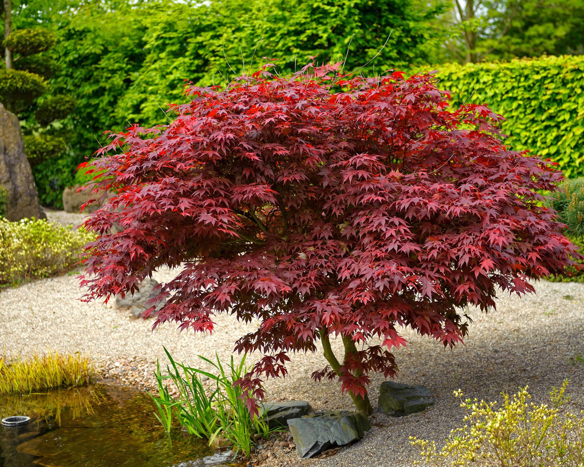 Best backyard trees: 10 choices for yards big or small.