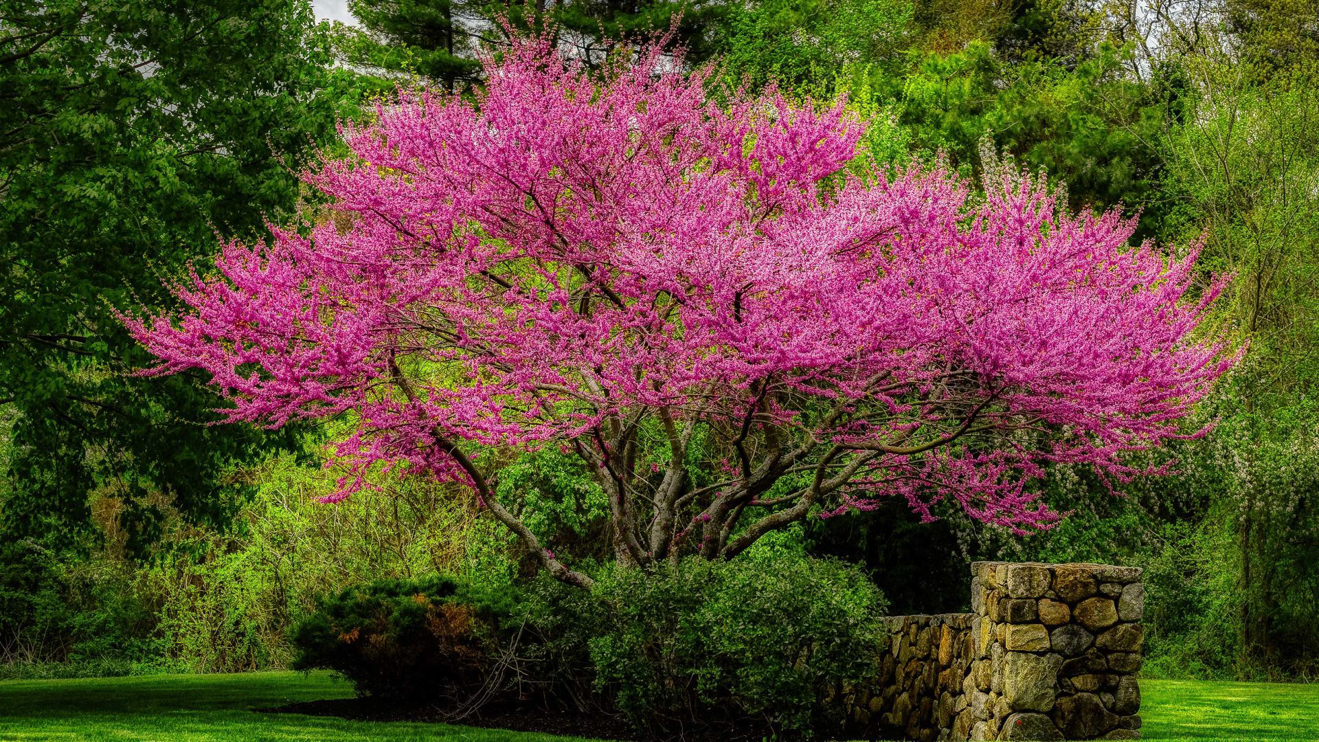 Best backyard trees: 10 choices for yards big or small