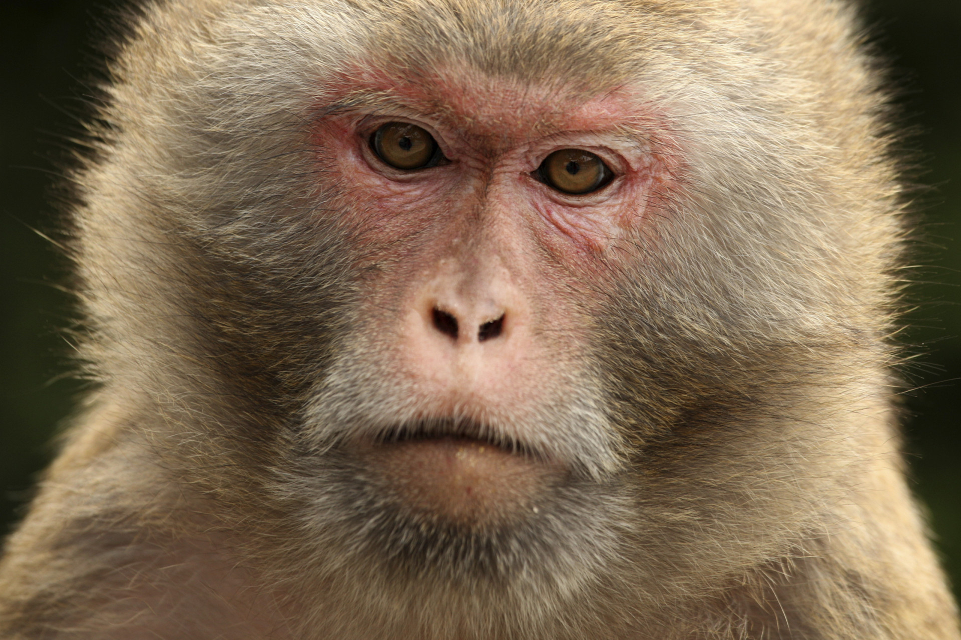<p>Apodada "Monkey Island", esta isla es el hogar de aproximadamente 4000 macacos Rhesus. Sin embargo, no son una especie autóctona, sino que fueron traídos a la isla desde Puerto Rico en 1979 debido a la propagación del herpes B. Antes del traslado de los monos, la isla estaba desierta. Hoy en día, solo los investigadores del National Institute of Allergy and Infectious Diseases pueden acceder a ella.</p>