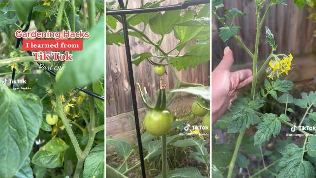 Gardener shares easy natural hack to ensure thriving tomato plants ...