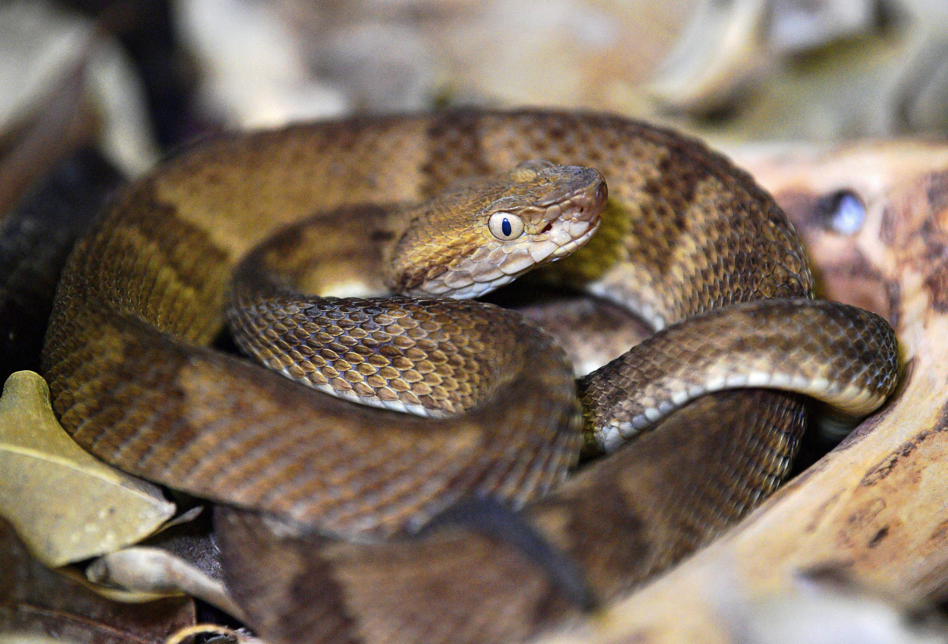 <p>Más conocido como la Isla de las Cobras, este territorio es el hogar de una especie rara y letal de serpiente conocida como serpiente cabeza de lanza dorada. Debido a su peligrosidad, el gobierno de Brasil decidió prohibir la entrada a los turistas. Solo se permite el acceso a investigadores cualificados acompañados de un médico.</p>