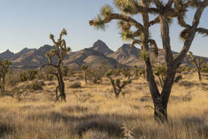 Joshua trees are seen near the western edge of the proposed Avi Kwa Ame monument.