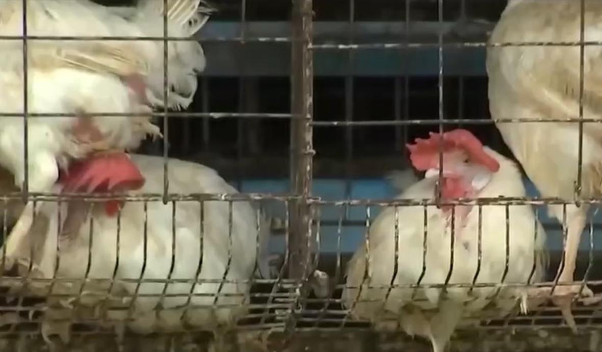 Philippines Bans Importation Of Poultry, Live Birds From California, Ohio