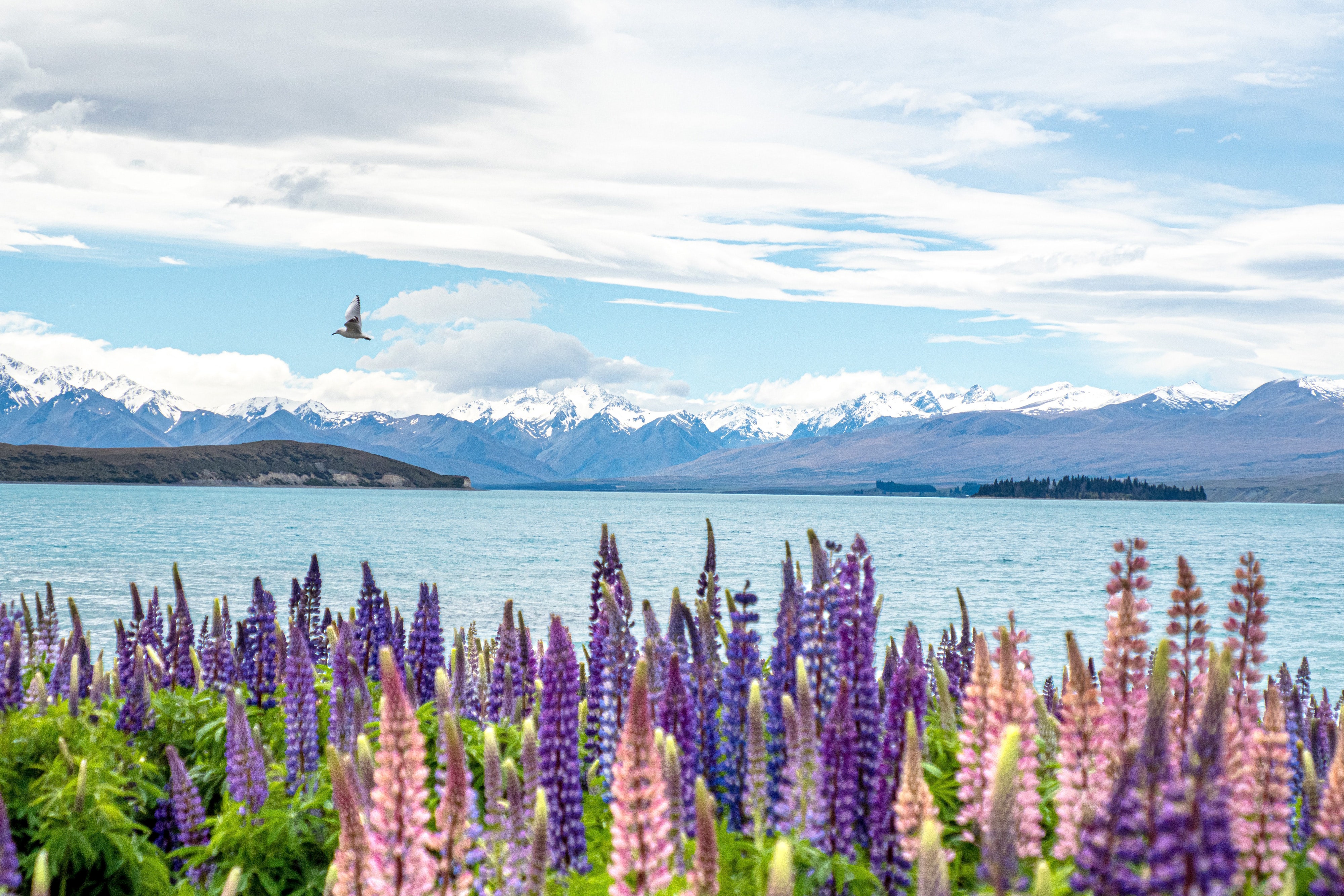 While plenty of lakes in New Zealand boast blue waters and mountainous backdrops, Lake Tekapo stands out for the purple, pink, and blue-hued lupins lining its shores. The colorful flowers (which reach <a href="https://www.cntraveler.com/gallery/where-to-see-blooming-flowers-around-the-world?mbid=synd_msn_rss&utm_source=msn&utm_medium=syndication">peak bloom</a> in mid-November through December) help create one of the most striking vistas in the entire country. The lake also lies within the Aoraki Mackenzie International Dark Sky Reserve, making it one of the best places to stargaze in the entire southern hemisphere. It’s well worth booking overnight accommodations (there are plenty of villas and lodges available in the area) just to experience the spectacular night sky.