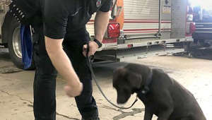 Horus, an accelerant-sniffing Labrador retriever, joins Erie Bureau of Fire