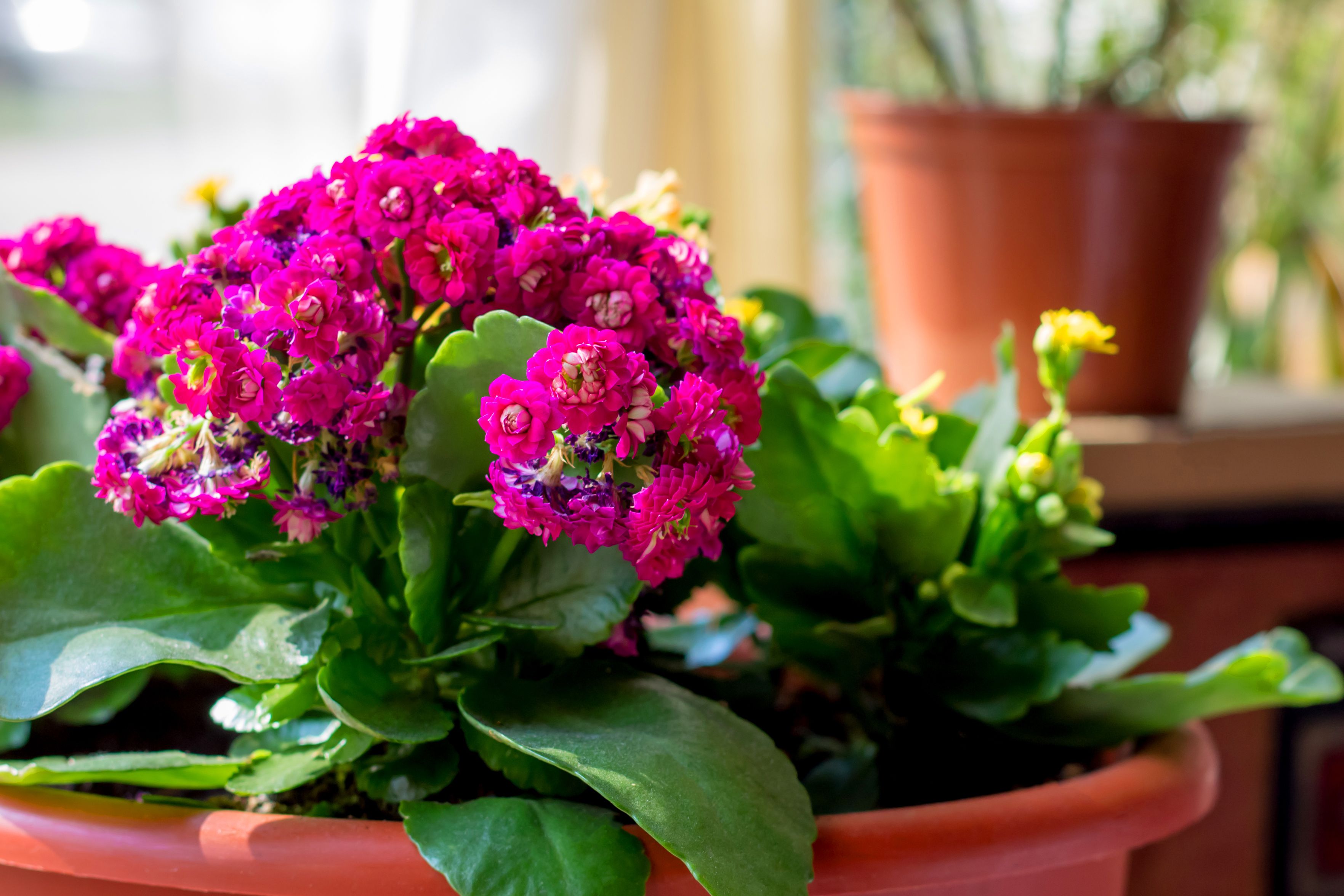 12 Popular Plants That Could Kill Your Pets