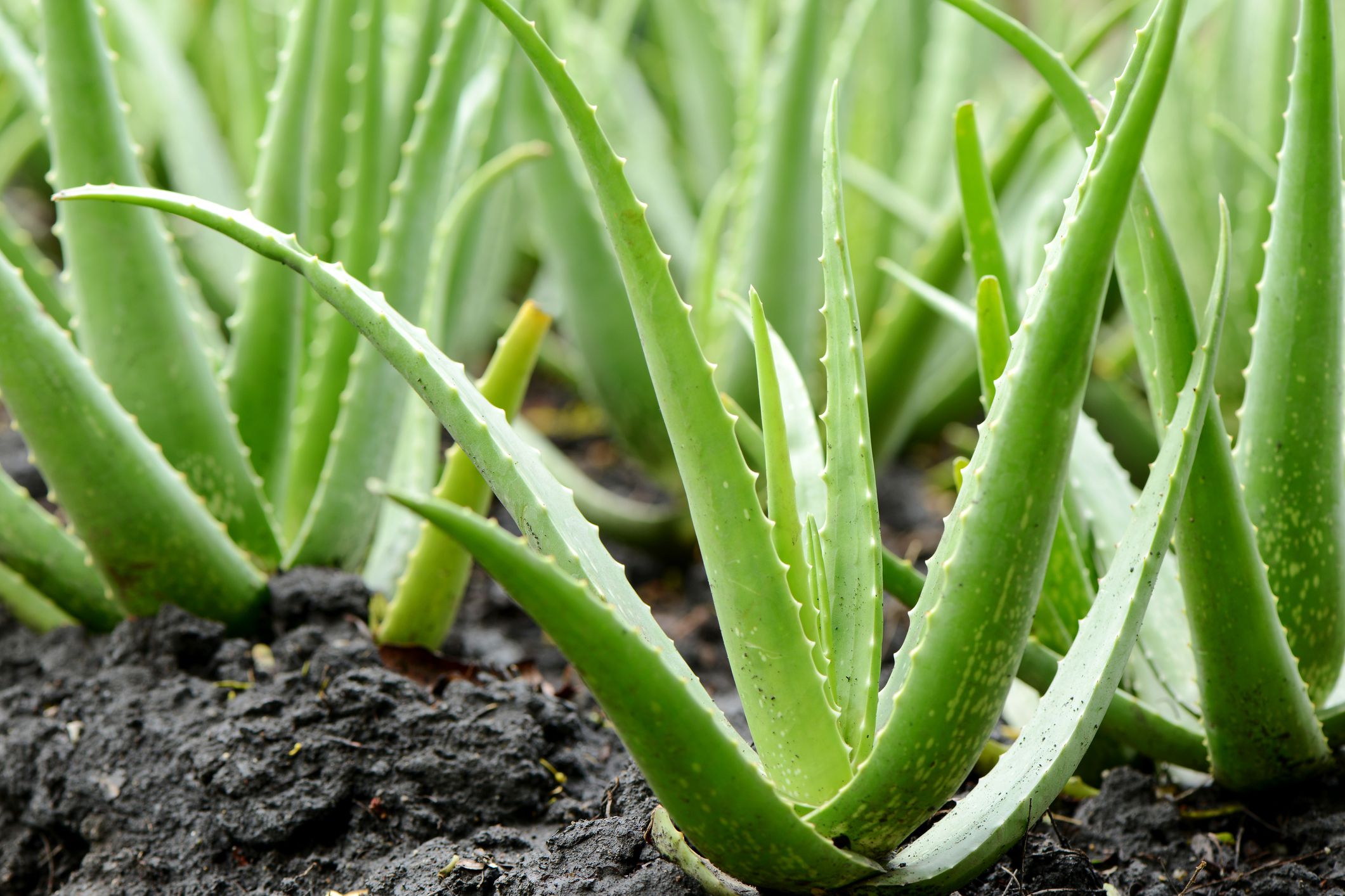 <p>Known for healing properties that help soothe burns and reduce inflammation, aloe is also great for promoting healthy skin and hair in humans. The plant does not have the same benefits for pets: The saponins in aloe vera can cause cause vomiting, diarrhea, lethargy, and tremors in dogs and cats. </p><p><b>Related:</b> <a href="https://blog.cheapism.com/dogs-vs-cats-which-makes-best-pet-2828/">Dogs vs. Cats — Which Makes the Best Pet?</a></p>