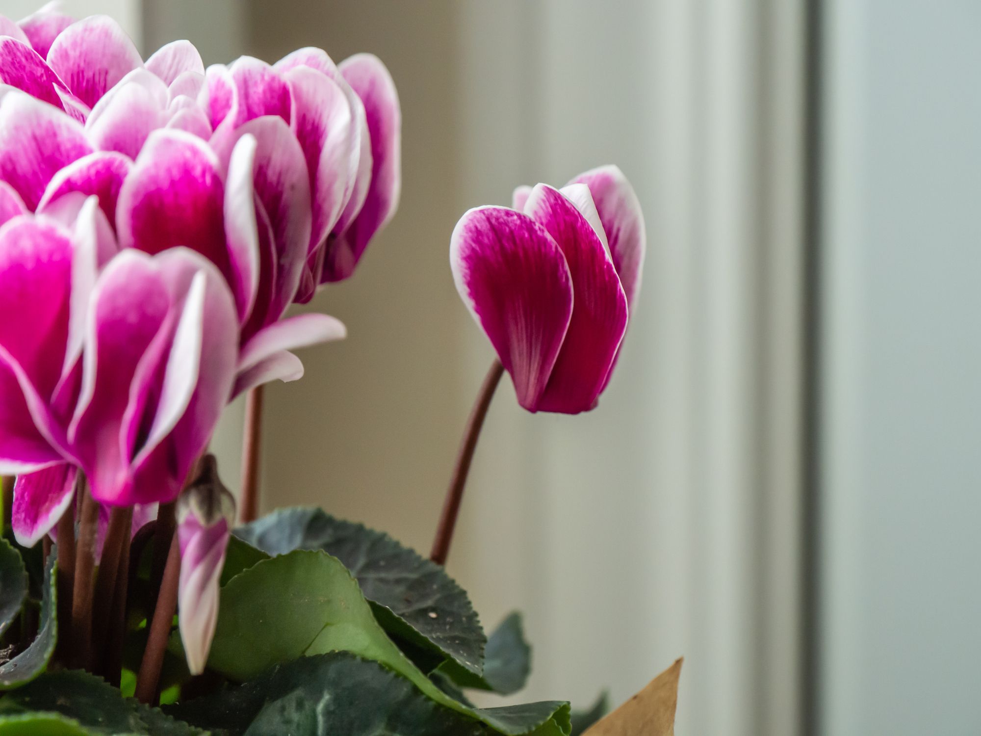 <p>Commonly sold in supermarkets, cyclamen is a beautiful houseplant also known as the Persian violet, or Sowbread. The tubes and roots of the plants contain high amounts of saponins — highly toxic to cats and dogs when chewed or ingested. </p>