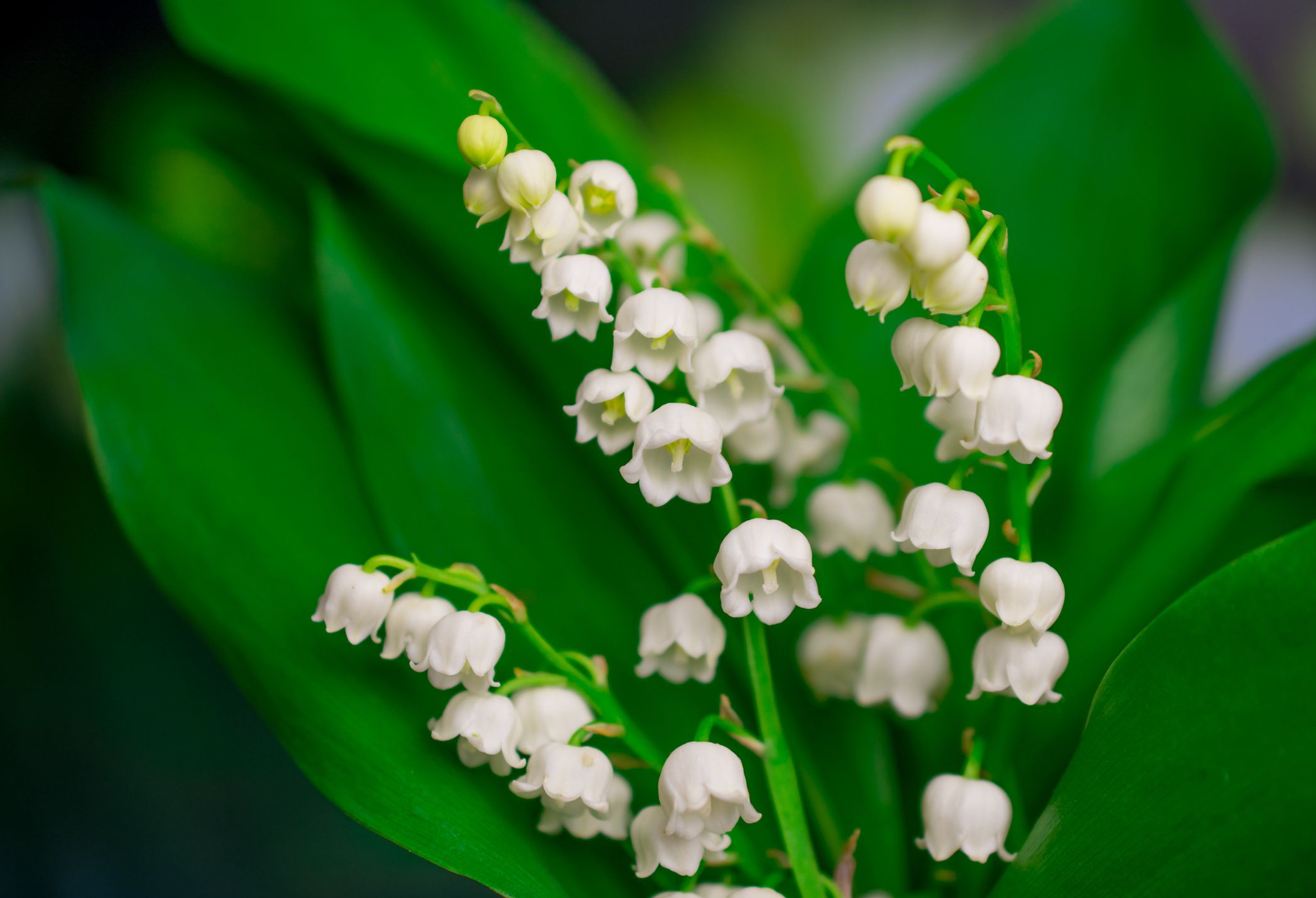 <p>Lily of the Valley, or Convallaria majalis, contains cardiac glycosides that can cause acute kidney failure when ingested by cats and dogs. The main symptoms include vomiting, diarrhea, and a drop or increase in heart rate. Seek immediate veterinary attention if your pet ingests this plant; it is highly dangerous.</p>