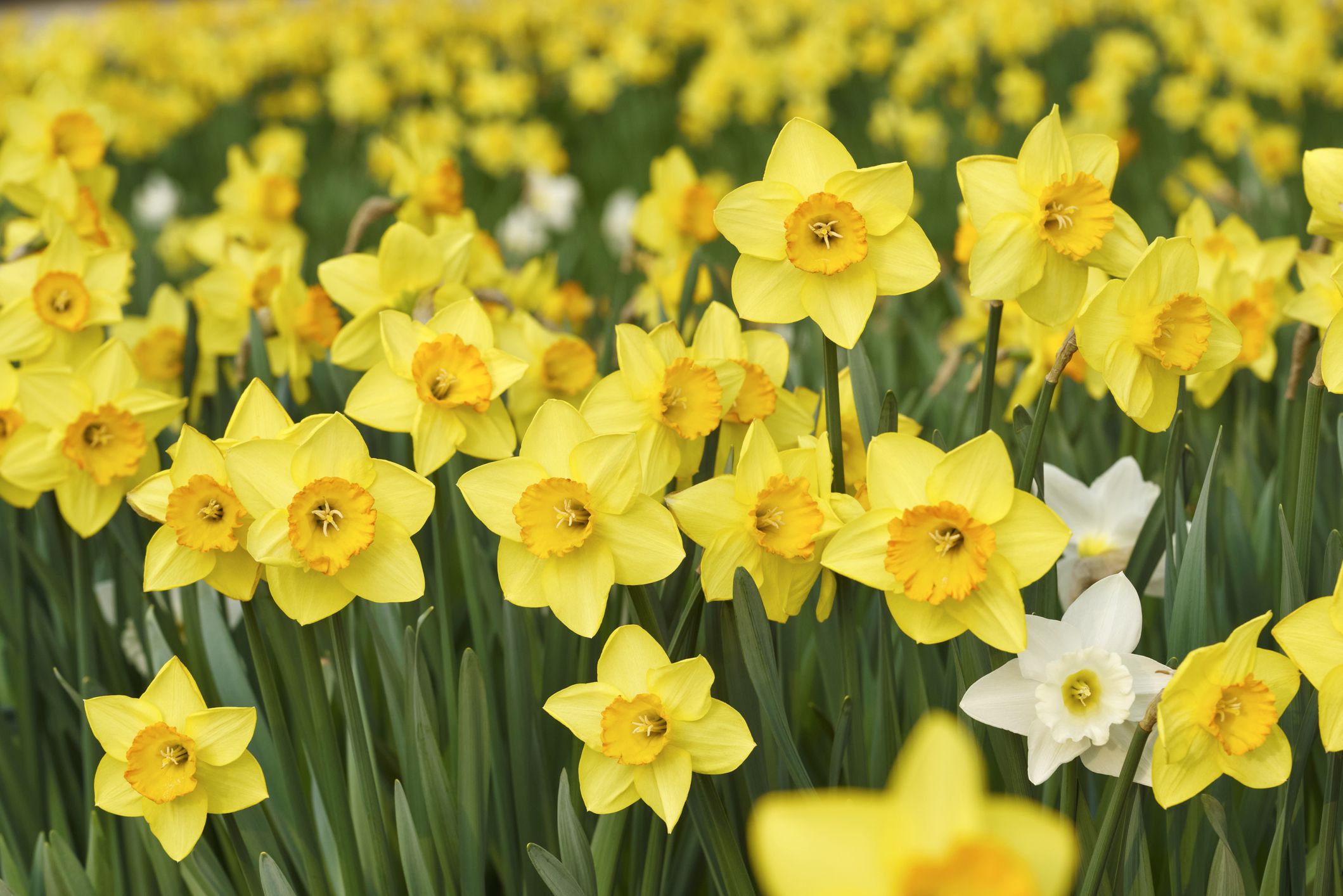 <p>Daffodil flowers contain <a href="https://www.sciencedirect.com/topics/pharmacology-toxicology-and-pharmaceutical-science/lycorine">lycorine</a>, which triggers vomiting when ingested. The bulbs, in particular, contain crystals that can cause gastrointestinal irritation and drooling in dogs, horses, and cats. Ingestion of any part of the plant can cause vomiting, diarrhea, abdominal pain, and even cardiac and respiratory problems. </p>