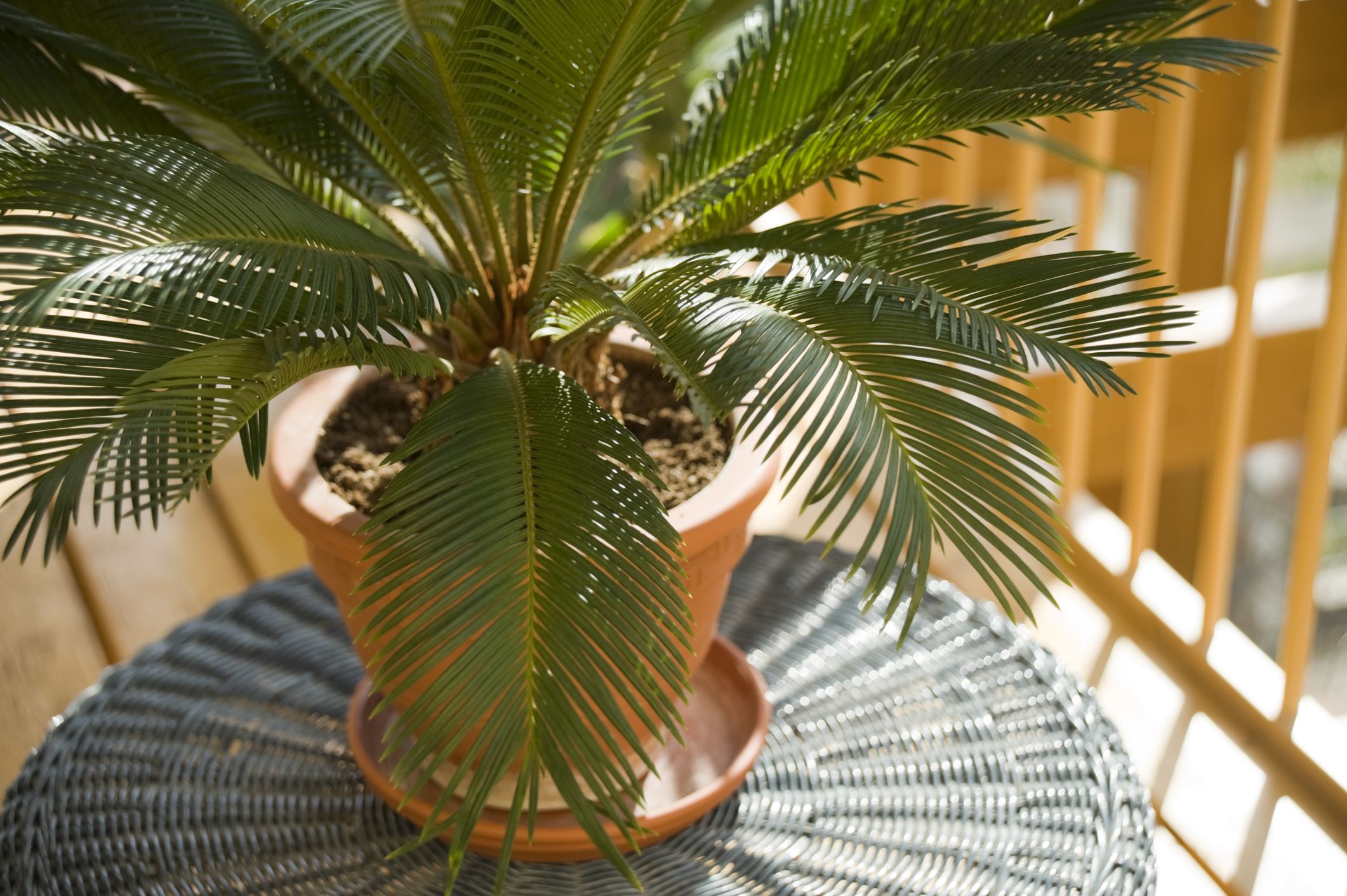 <p>Found growing in tropical climates, sago palms are a good choice for ornamental houseplants because they are easy to care for. All parts of the plant are considered poisonous to animals, though — with the seeds being the most toxic. Sago palm contains cycasin, a toxic agent that can cause liver failure in dogs. Symptoms such as lethargy, vomiting, and diarrhea may appear within 15 minutes after ingestion.</p>