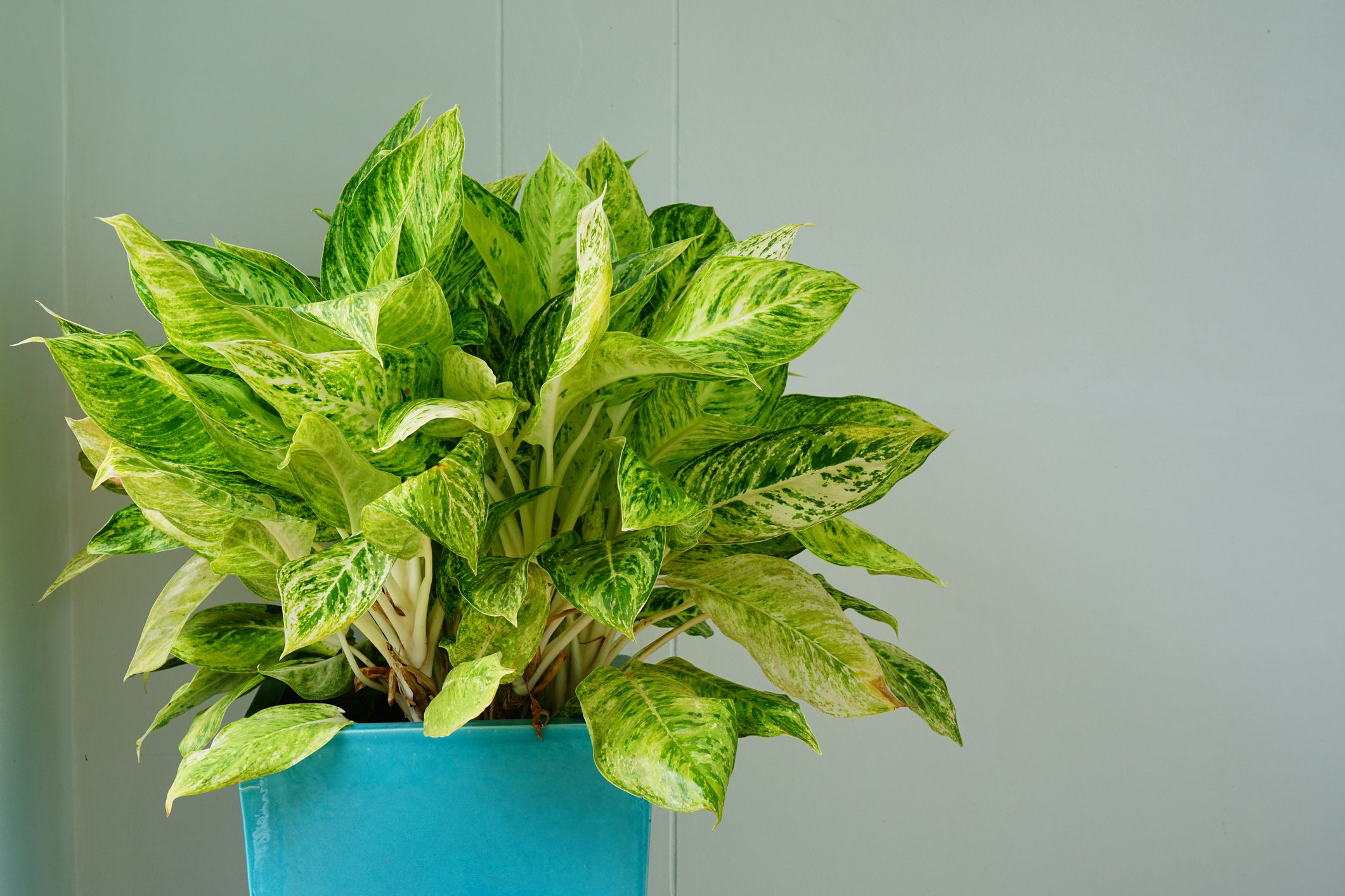 <p>A common houseplant, Dieffenbachia contains <a href="https://wagwalking.com/condition/oxalates-insoluble-poisoning">calcium oxalate crystals</a> that can cause gastrointestinal distress in pets when ingested. In very rare cases, biting or chewing into the plant can cause inflammation of the upper airway that requires immediate medical attention. </p>