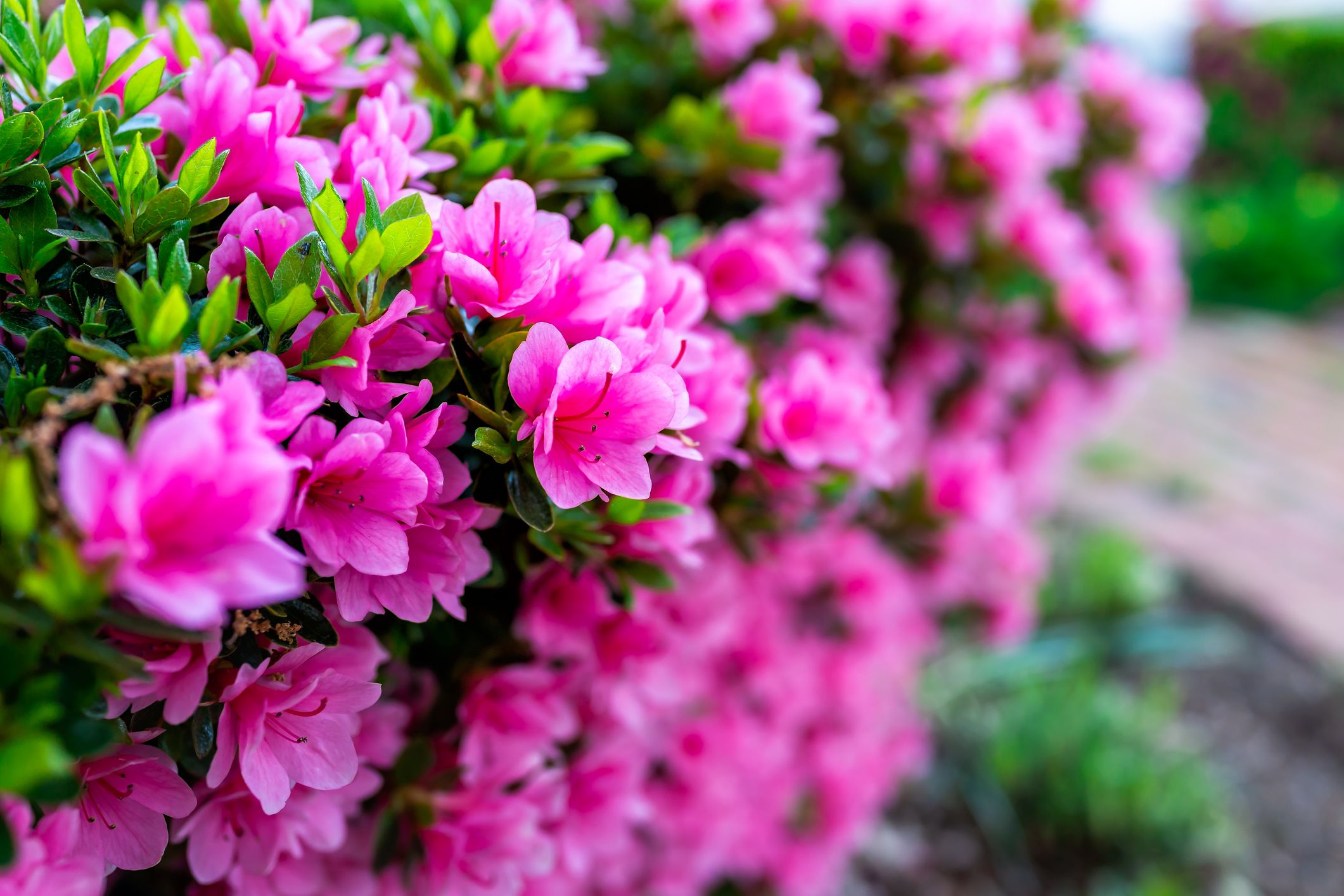 <p>Part of the rhododendrons floral family, azaleas are highly toxic to pets when ingested. Eating even a few leaves can result in vomiting, diarrhea, and excessive drooling; without immediate veterinary intervention, the pet could start seizing, fall into a coma, or even die. </p>