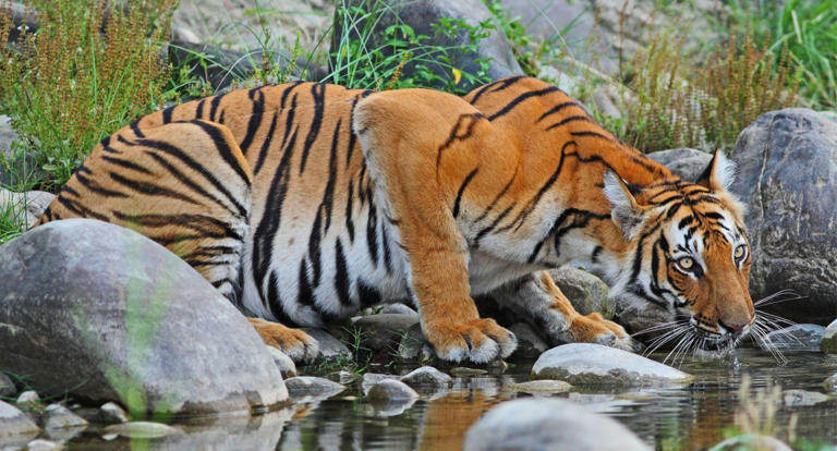 Jungle Book: 10 Of The Most Unique & Stunning Animals To See In India