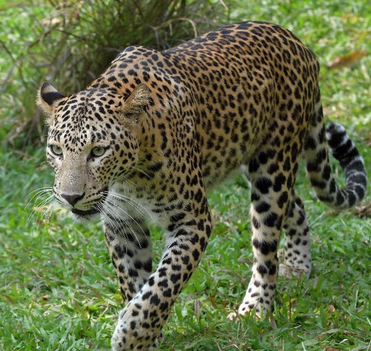 India’s Largest Leopard Safari To Come Up In Bengaluru's Bannerghatta