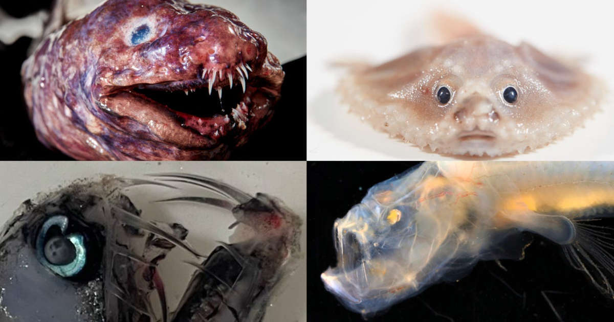 Pictures show creepy deep-sea animals, some never before seen, discovered  near islands off the coast of Australia