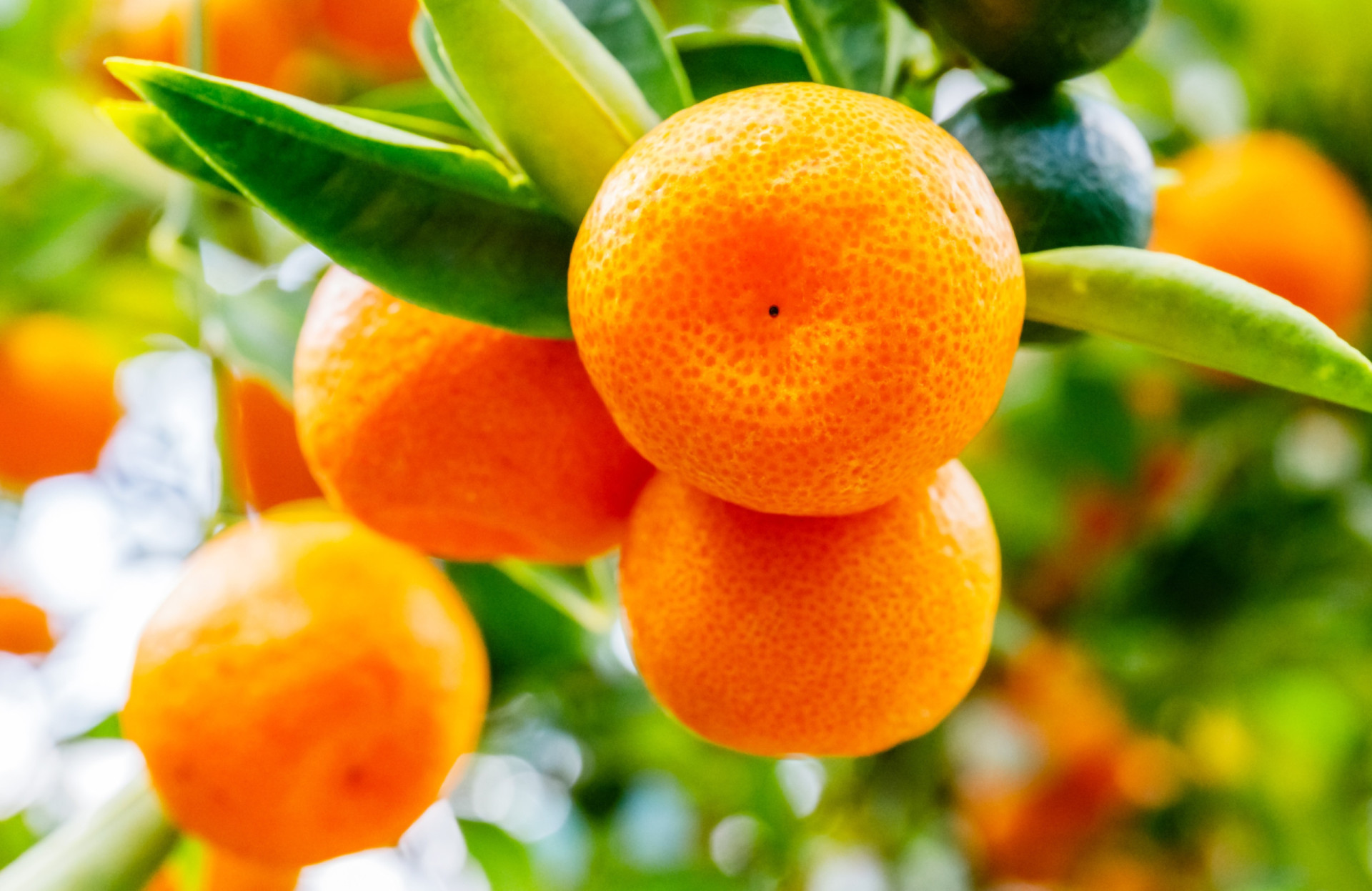 Appetizing foods named after world destinations