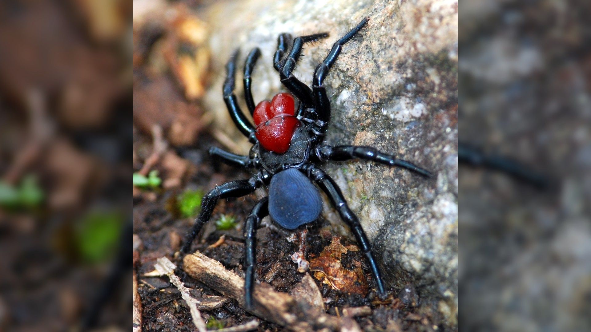<p>                     Black in color with stocky, thick legs and a distinctively bulbous head and jaw regions, the mouse spider (<em>Missulena</em>) looks a lot more frightening than its name sounds. One species is located in Chile, another in South America and the rest distributed throughout Australia. They live in soil-covered burrows, popping out the hinged trapdoor top to attack prey.                   </p>                                      <p>                     Their hard, large fangs can cause a deep and very painful bite. However, while scientists believe that the venom of the mouse spider is very toxic, it is rarely injected. As so few cases have been reported, it is thought that mouse spiders don't use a lot of venom or may even "dry bite." Fortunately, funnel-web spider antivenom has proven effective in cases of mouse spider bite.                   </p>