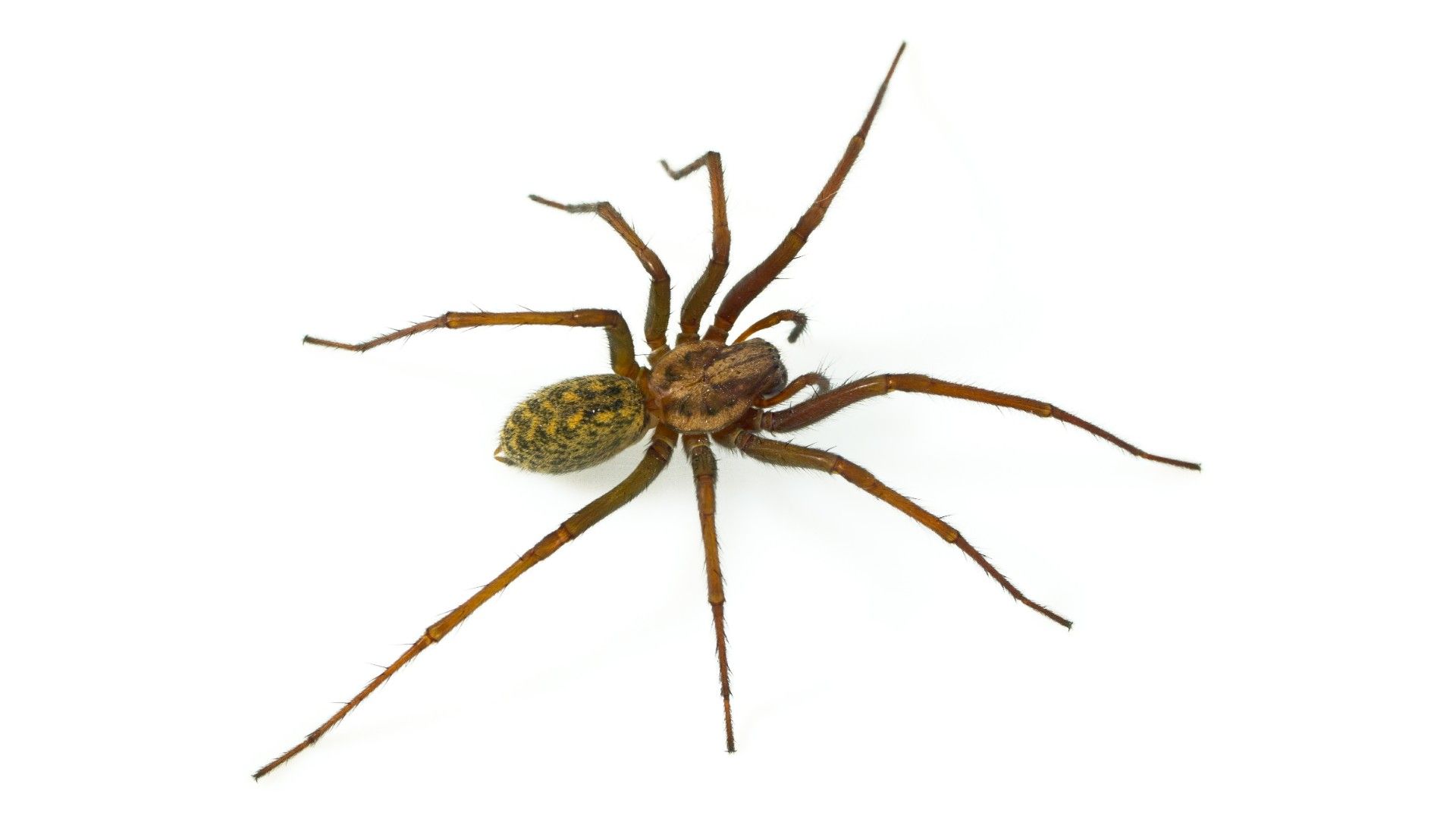 <p>                     Part of the family of spiders known as the funnel web spiders, the hobo spider (<em>Eratigena agrestis</em>, formerly <em>Tegenaria agrestis</em>) can be recognized by it's light to medium brown coloring and the multiple chevron patterns (v-shaped) on its abdomen pointing toward their head. They are often confused with the brown recluse spider (and vice versa), but the brown recluse is much more dangerous to humans. While hobo spiders have been known to bite if they feel threatened, there is much debate about how venomous they actually are. So much so that the Center for Disease Control and Prevention has removed them from their venomous spiders list. However, it's still wise to be cautious as hobo spider bites result in swelling and redness around the area, and can have more severe effects in young children.                   </p>                                      <p>                     Hobo spiders are not great climbers, so you'll find their funnel-shaped webs at ground level. Geographically, they can be found in western North America, in the Pacific Northwest and Great Basin, as well as distributed throughout Europe to Central Asia.                   </p>
