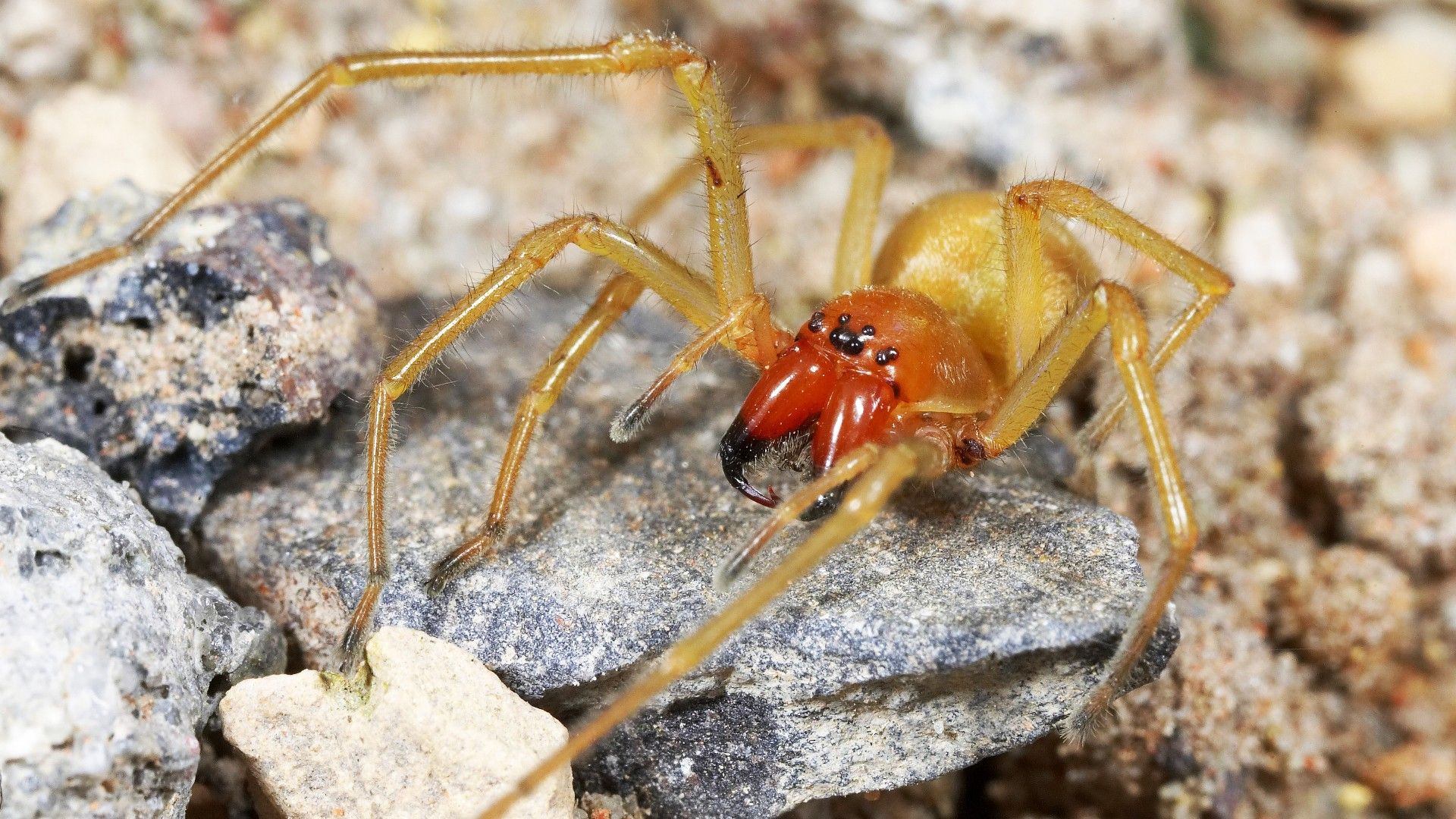 <p>                     The yellow sac spiders (<em>Cheiracanthium)</em> are in the family <em>Cheiracanthiidae</em> and they probably account for more human bites that any other type of spider. These arachnids are distributed all over the globe, from America to Northern Europe, South Africa to India, and even Australia and Japan. They’re nocturnal predators and during the day they hide in small white web cocoons.                   </p>                                      <p>                     Mildly venomous to humans, the yellow sac spider bite can be painful and sometimes misdiagnosed as brown recluse bites. Their venom can cause necrotic legions, as well as redness, swelling and sores around the bite site.                   </p>