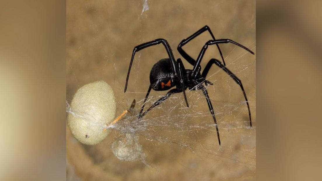 11 deadliest spiders