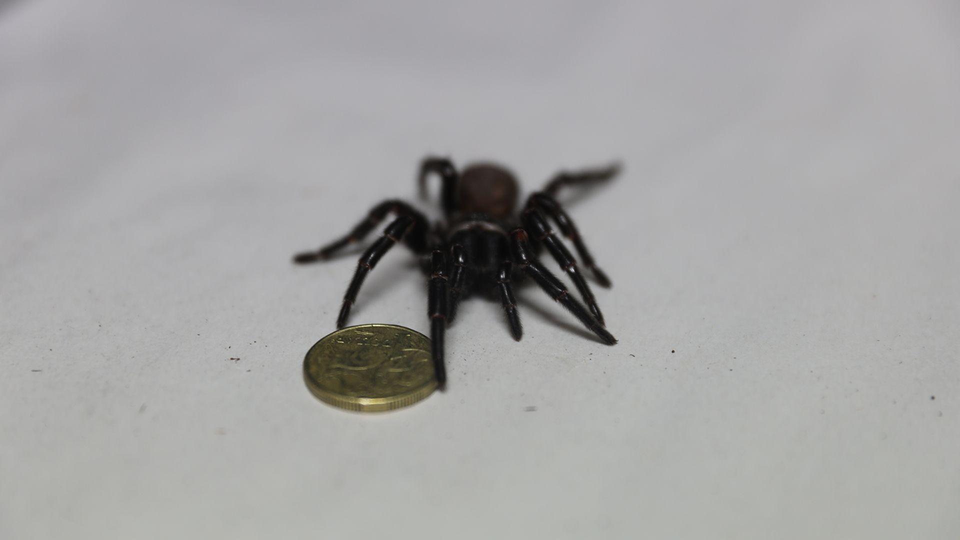 <p>                     Normally in the world of spiders it is the female that is more deadly, but for funnel-web spiders (<em>Atrax</em>) the male has the more toxic bite. Any attack must be treated quickly with antivenom, especially if a child has been bitten. There have been several recorded fatalities due to the venomous bites of the funnel-web spider, with death occurring within the hour after being bitten. However, since the development of the antivenom in 1981, there haven’t been any more recorded deaths. Predominantly located in southeast Australia (Sydney), funnel-web spiders are also found in New Zealand, Chile and Europe.                   </p>                                      <p>                     Interestingly, animals such as cats and dogs can actually survive a funnel web bite – it takes about 30 minutes for their body to neutralize the toxin – it's just humans who have such a severe reaction. This venom effects the nervous system and causes symptoms such as an elevated heart rate, numbness/tingling of the mouth and difficulty breathing.                   </p>