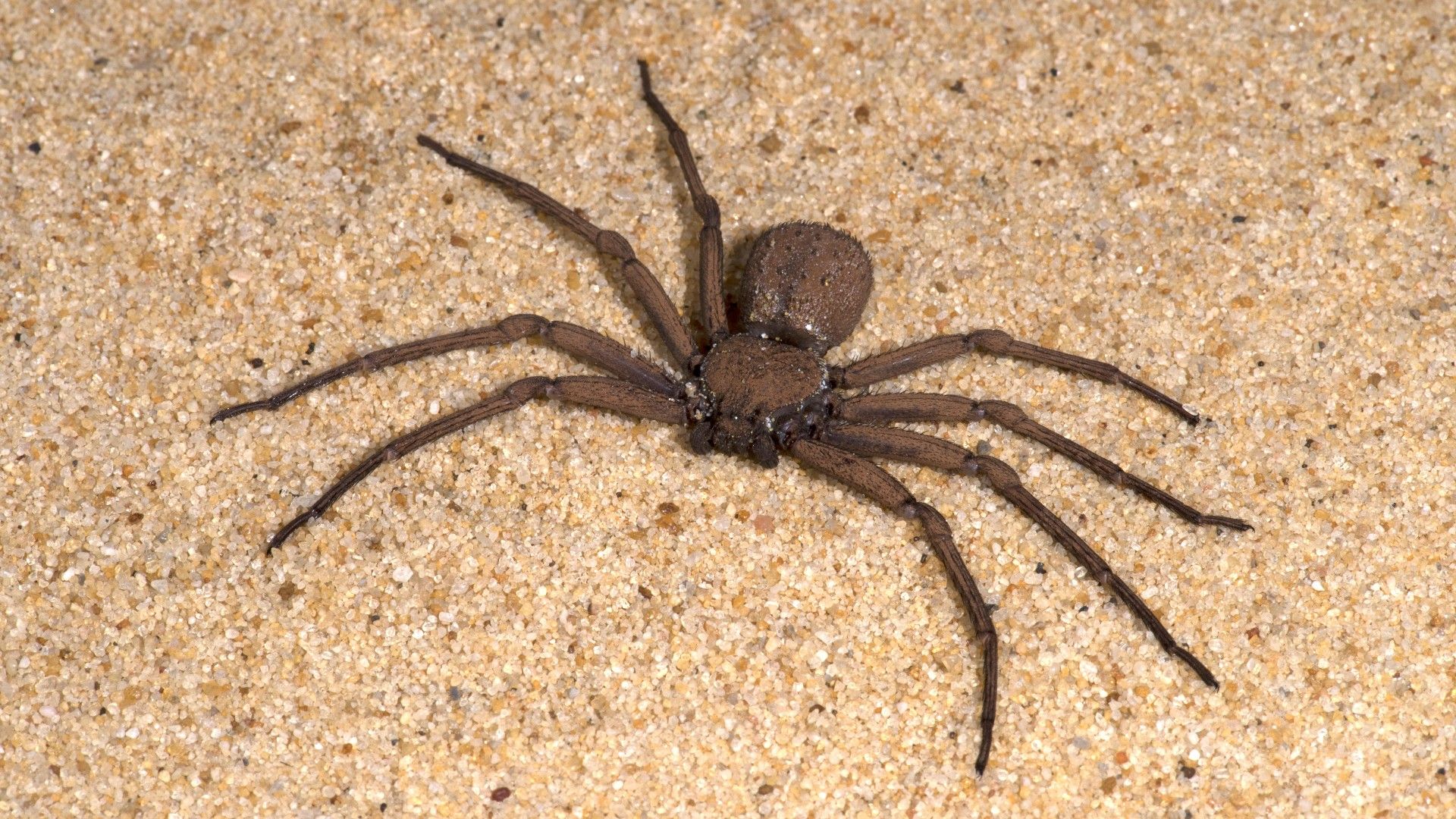 <p>                     Found in deserts in southern Africa, the six-eyed sand spider (<em>Hexophthalma hahni</em>) buries itself in the sand to ambush unsuspecting prey. The small, stiff hairs that cover the spider helps to hold sand particles in place, adding to its camouflage. It's otherwise known as the six-eyed crab spider due to its crab-like legs.                   </p>                                      <p>                     Another arachnid that produces venom with necrotic effects, the six-eyed sand spider is the most venomous of any of its arachnid relatives, toxicology studies reveal. Scientists have found that there are proteins within their venom that can cause tissue destruction, blood vessel leakage, and thinning of the blood. No antivenom currently exists.                   </p>