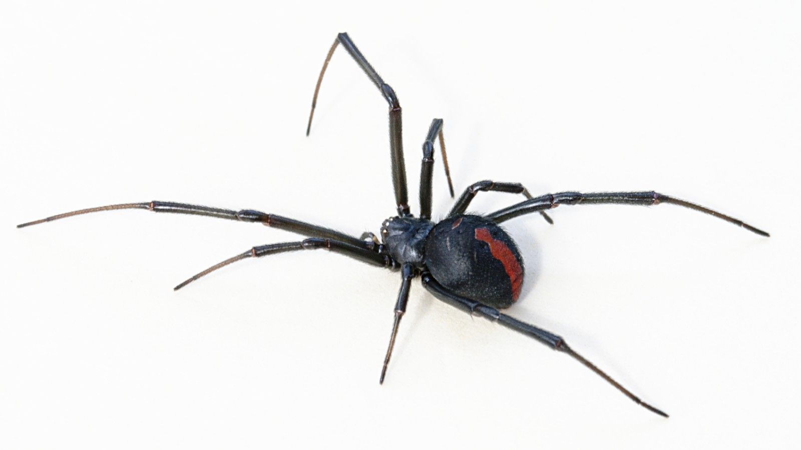 <p>                     Due to its strikingly similar appearance, the redback spider (<em>Latrodectus hasselti</em>) was once thought to be a sub species of the black widow spider, but it is a distinct species. Also known as the Australian black widow, you can find this creepy crawly throughout Australia, Southeast Asia and New Zealand. The redback spider has even been found in Japan, the United Arab Emirates and Belgium due to inadvertent introductions.                   </p>                                      <p>                     Highly venomous, the bite from the female redback spider can be life-threatening. Using its fangs, it injects a complex venom that causes intense pain at the bite area, in addition to sweating and goosebumps. As time goes on, these symptoms worsen and there may also be redness and swelling, as well as nausea, muscle twitching, headache and fever. Respiratory failure may occur in severe cases. Thankfully, in 1956 scientists released a redback spider antivenom which is very effective, even when used several weeks after the initial bite. No deaths have been reported since.                   </p>