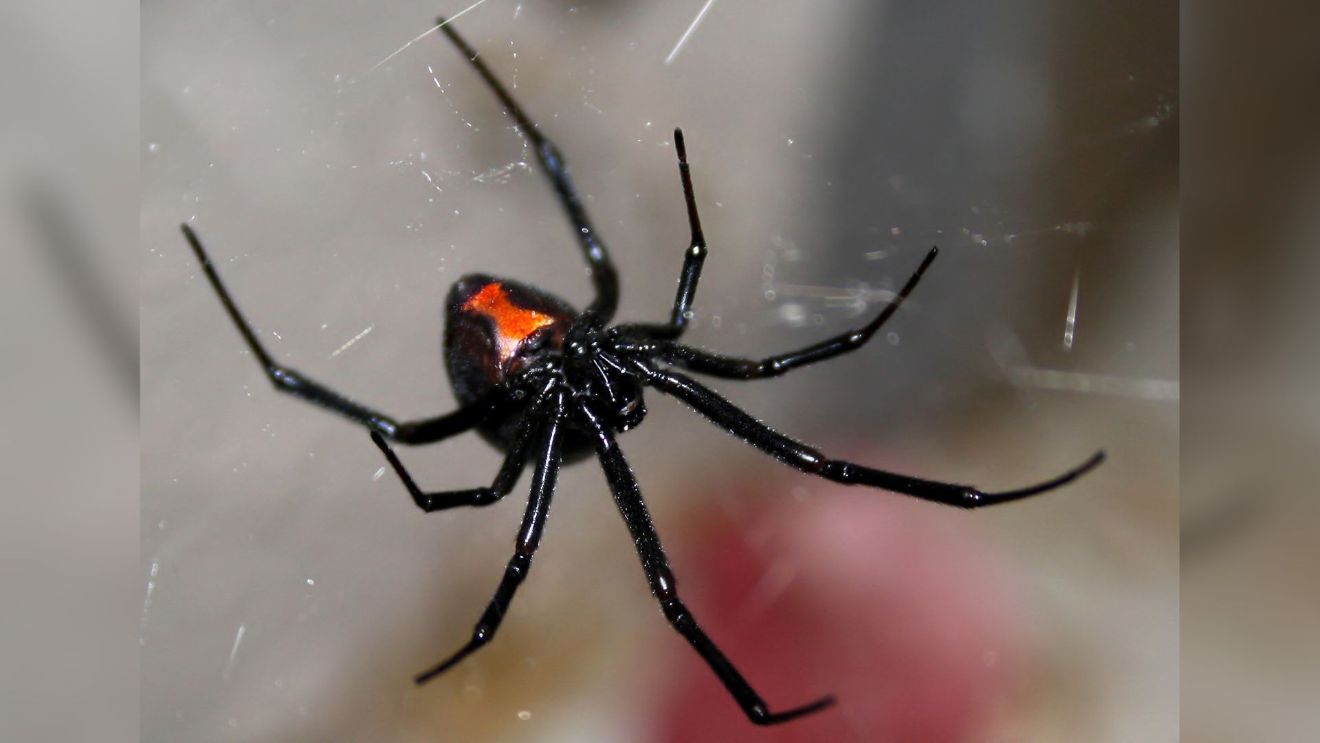 <p>                     In the genus <em>Latrodectus</em>, the black widow is one of the most venomous spiders and is found on every continent except Antarctica. In North America, they're commonly found in southern Canada and in the northeastern United States. You can identify the female black widow spider by its shiny black body and distinct red hourglass-shape on the underside of the abdomen. The male black widow is smaller in size, brown or gray in color with small red sports and does not have the hourglass marking.                   </p>                                      <p>                     While both male and female black widows are venomous, only the female is dangerous to humans. The venom of a black widow is reported to be 15 times stronger than that of a rattlesnake, although they don’t deliver as much venom in their bite, so fatalities are rare. That’s not to say a black widow bite isn’t painful! Those unlucky enough to be bitten by a black widow will experience nausea, fever, sweating, restlessness, muscle cramps and labored breathing, and these symptoms may last for several days.                   </p>