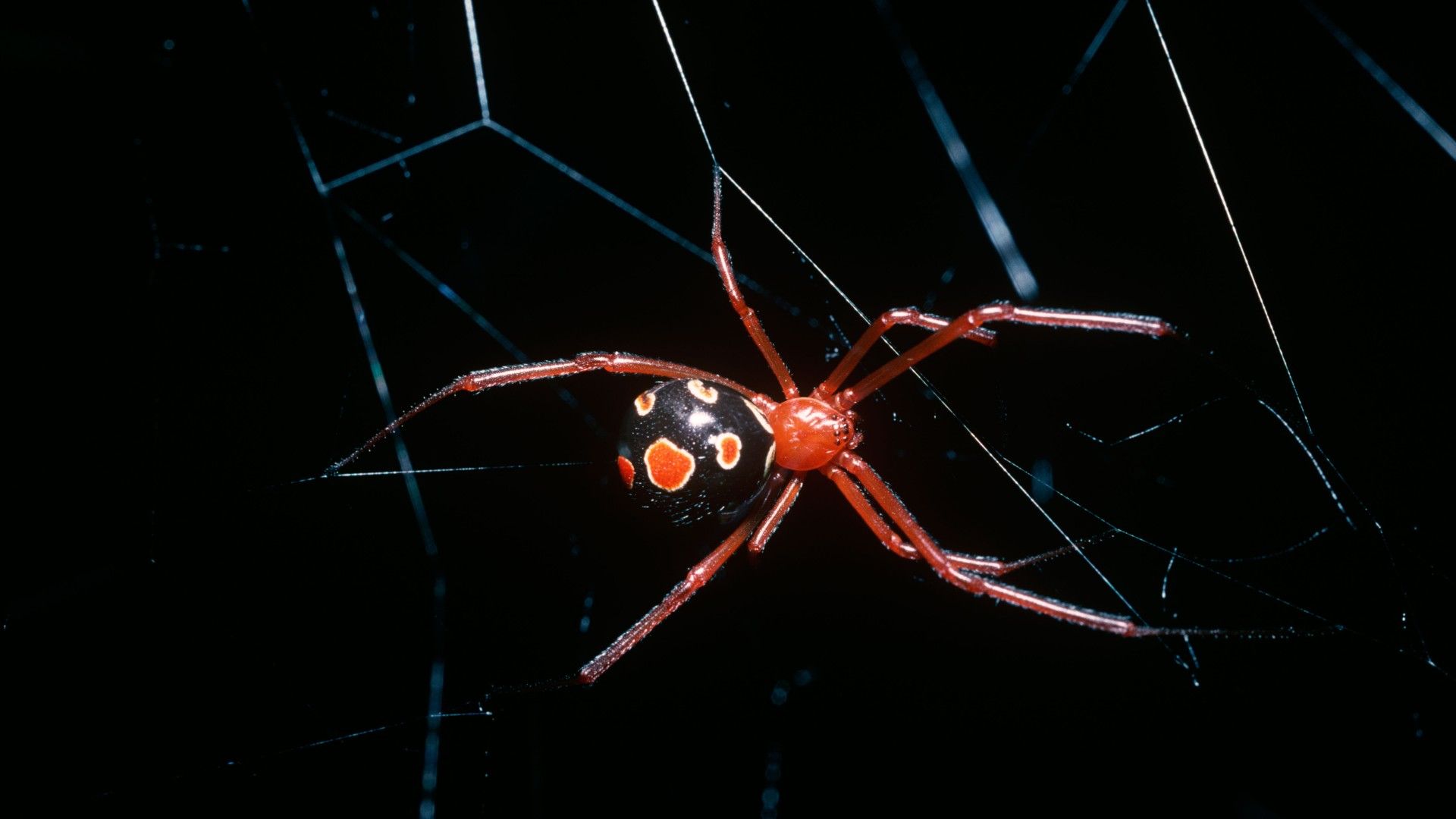 <p>                     Living mostly in sand dunes in Central and Southern Florida, the red widow spider (<em>Latrodectus bishop) </em>is another member of the notorious "widow" family. Their venom is just as lethal as brown and black widows, but as they live so far from human contact there has been no recorded bite in medical literature. The female red widow spider's venom is a neurotoxin which is thought to cause prolonged muscle spasms.                   </p>                                      <p>                     The red widow spider has a red-orange head and legs and a black abdomen with yellow rings around red dots. Rather than an hourglass marking like its "cousins," the red widow usually has one or two red marks.                   </p>