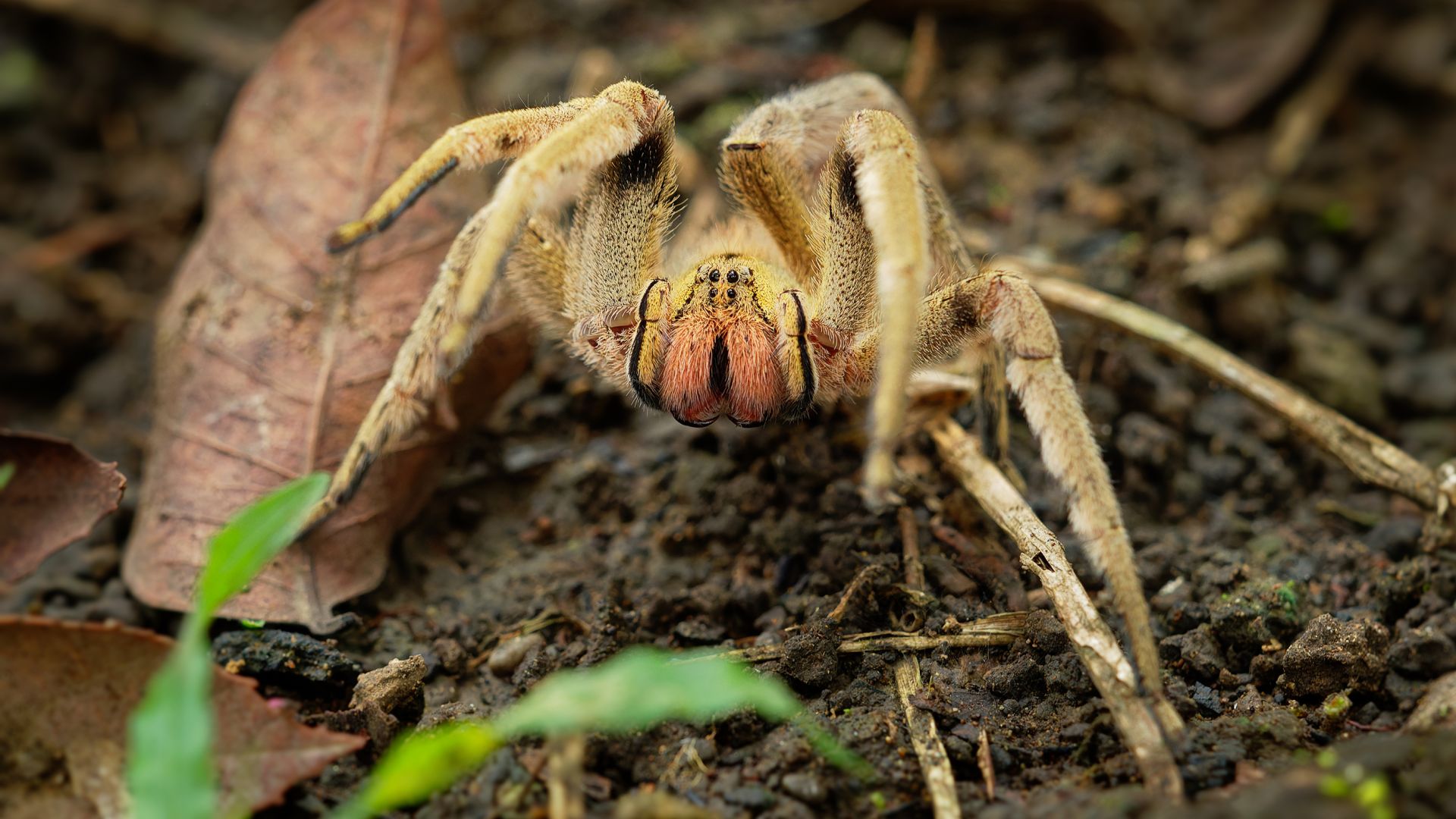 <p>                     Commonly referred to as armed spiders or banana spiders (as they tend to be found hiding within shipments of bananas), the Brazilian wandering spider is one that you'll definitely want to avoid. They belong to the genus <em>Phoneutria</em>, Greek for "murderess," which is quite apt as they are one of the most venomous spiders on Earth.                   </p>                                      <p>                     This arachnid is aggressive, and rather than camping out, the Brazilian wandering spider actively hunts its prey, searching the jungle floor at night. If you ever find yourself in Central and South America, such as Costa Rica or Argentina, watch out! Their neurotoxic venom is extremely painful and affects the nervous system, causing increased sweating and drooling, loss of muscle control, breathing problems, and, in some cases, unwanted prolonged erections.                   </p>