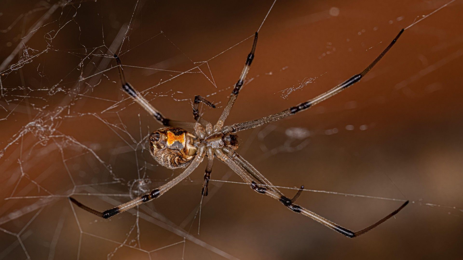 <p>                     <em>Latrodectus geometricus</em> is the scientific name for the brown widow spider. It looks similar to its infamous "cousin" the black widow, right down to the hourglass-shaped marking on its abdomen, but there are some key differences. The brown widow’s marking is orange and yellow rather than red, and as their name suggests, they predominantly have tan and brown mottling and a spiky, rather than smooth, appearance. Believed to originate in South America, the brown widow spider is found all around the world.                   </p>                                      <p>                     The brown widow's venom is less toxic than that of its black cousin. However, it can still be deadly. Although they don't deliver as much venom as a black widow, the brown widow's bite can still cause latrodectism due to its neurotoxic venom. Symptoms of lactrodectism include pain, perspiration, muscle rigidity and vomiting.                   </p>