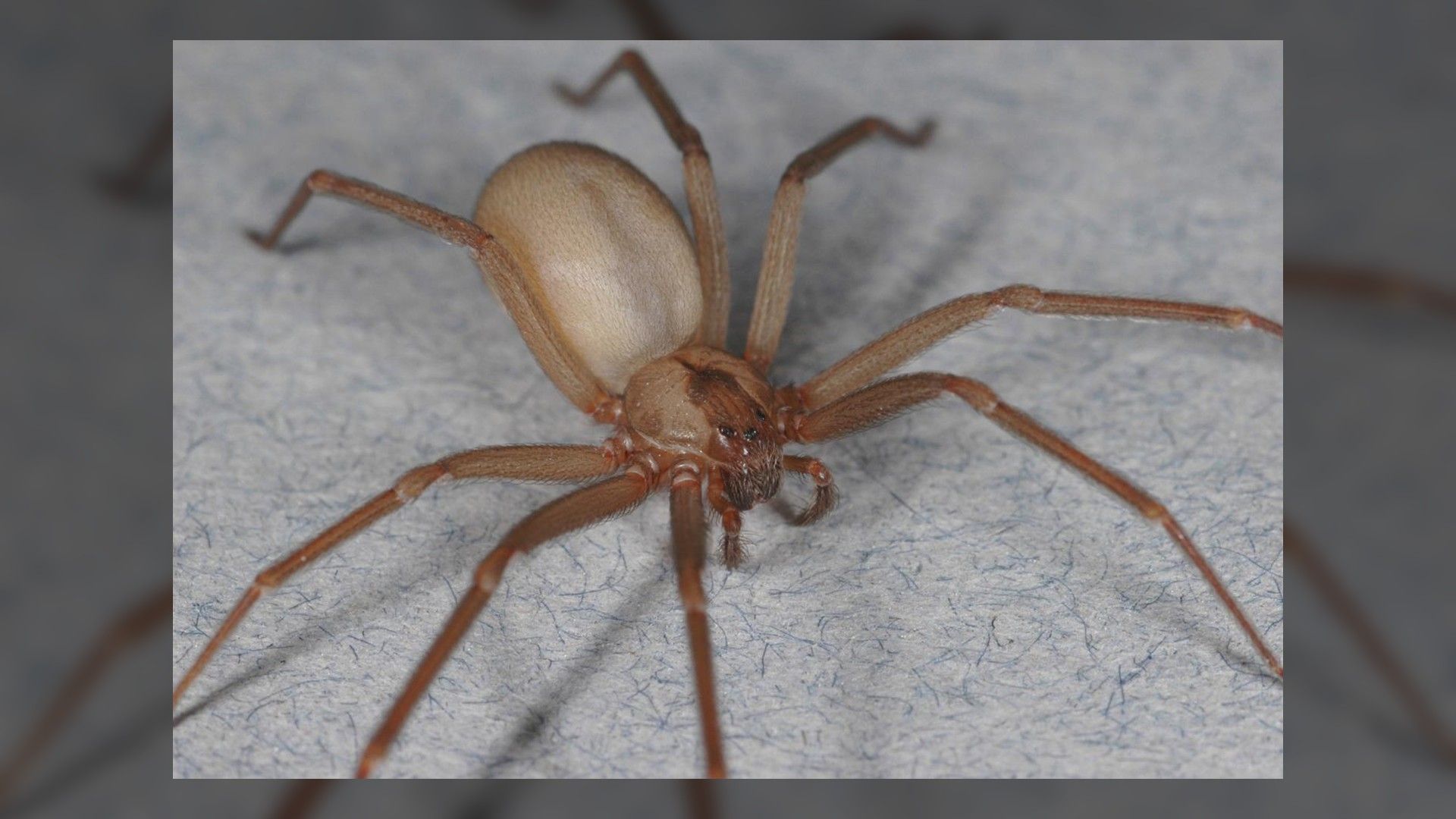 <p>                     As their name suggests, brown recluse spiders (<em>Loxosceles reclusa</em>) have a shy nature and tend to hide away in dark, sheltered places. However, the brown recluse spider will bite if they feel threatened, and their bites can be deadly. They are usually found in the south and central United States, spanning southeastern Nebraska to southwestern Ohio, south to northwestern Georgia and into Texas.                   </p>                                      <p>                     The brown recluse spider can be dangerous to people because their venom contains a toxin that can cause skin necrosis (rotting). For the most part, symptoms, such as burning and itching at the bite site, as well as fever and nausea, develop a few hours after a bite. In extreme cases, the venom can lead to serious reactions or even death, especially to more vulnerable groups such as young children and the elderly.                   </p>