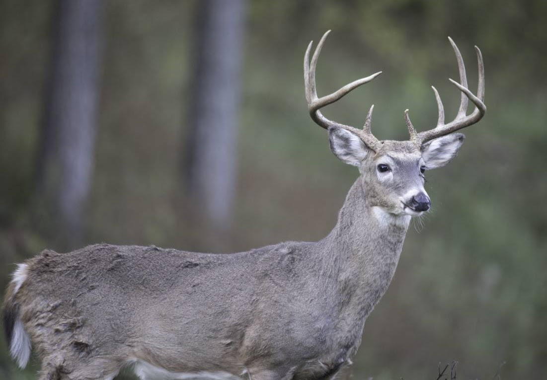 MDC reminds deer hunters of changes for season