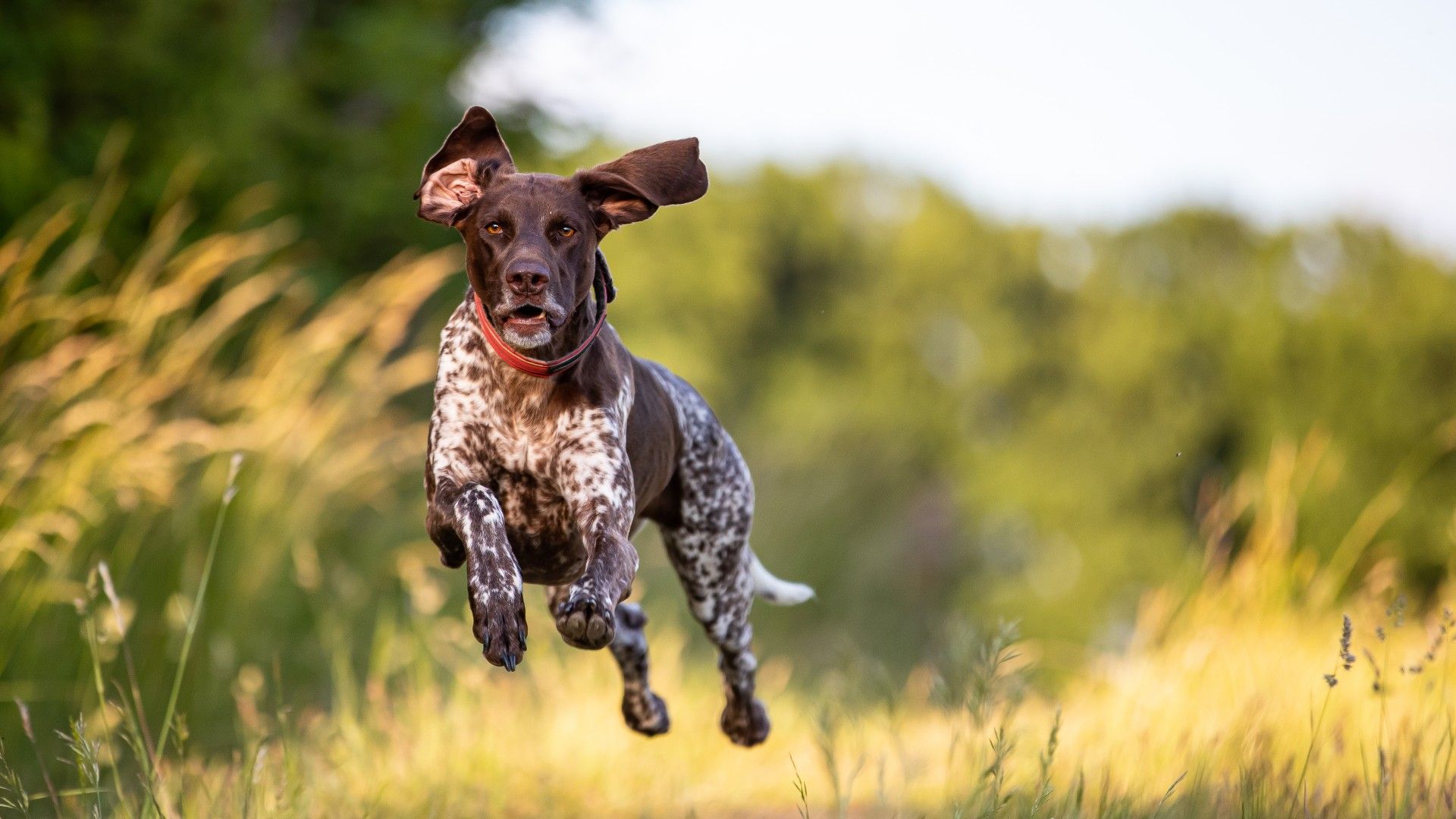 <p>                     German Shorthaired Pointer’s are enthusiastic and eager to please, thriving on positive training methods and bags of love. Powerful, fast, and agile with boundless energy, this breed can’t get enough of the great outdoors and is capable of both short sprints and longer runs, making them the perfect all-round running mate.                    </p>
