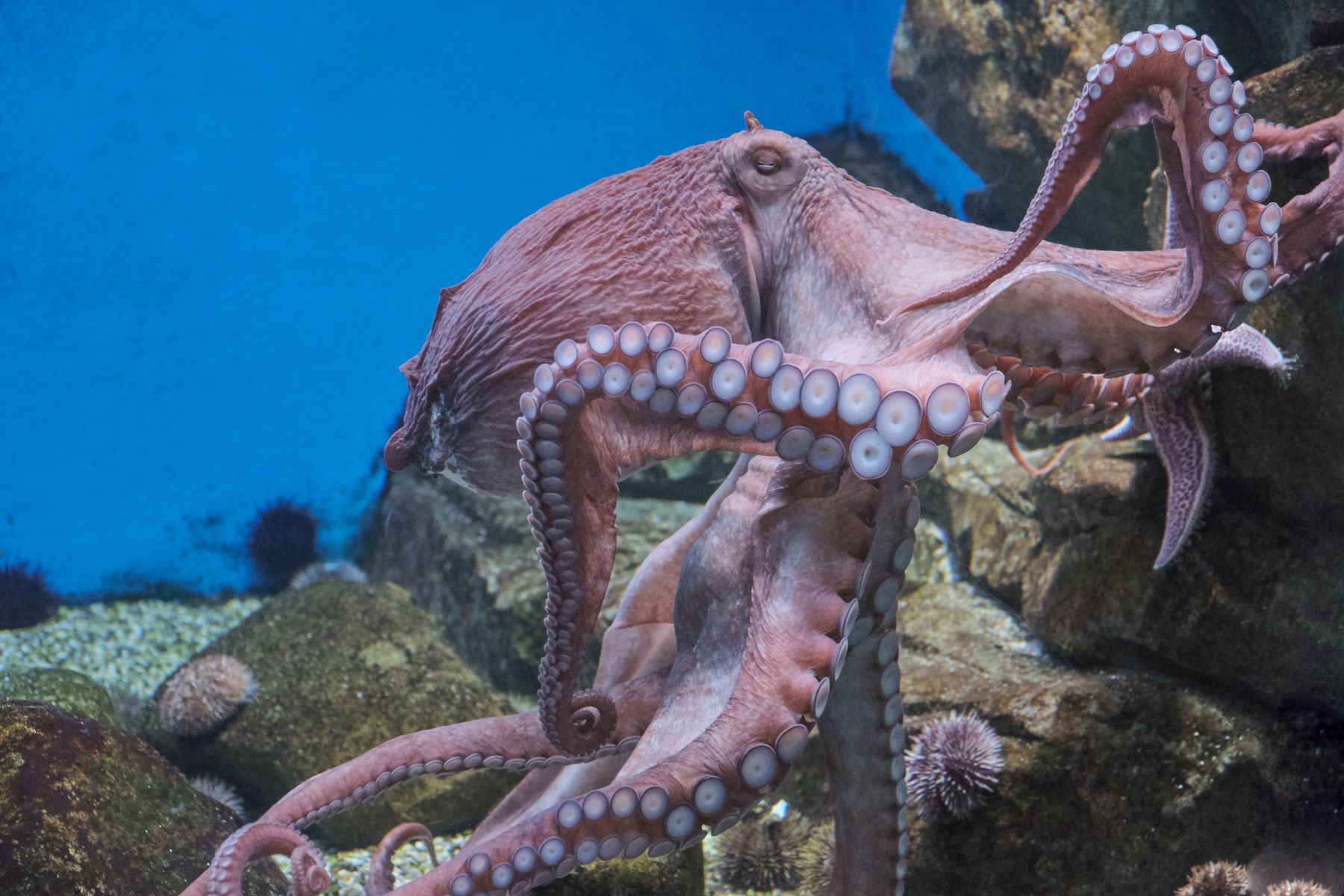 8+ facts to know about the octopus