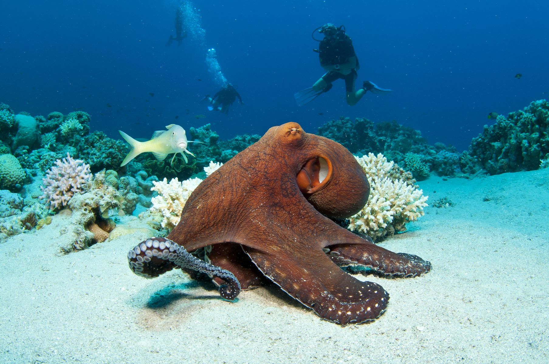 8+ facts to know about the octopus